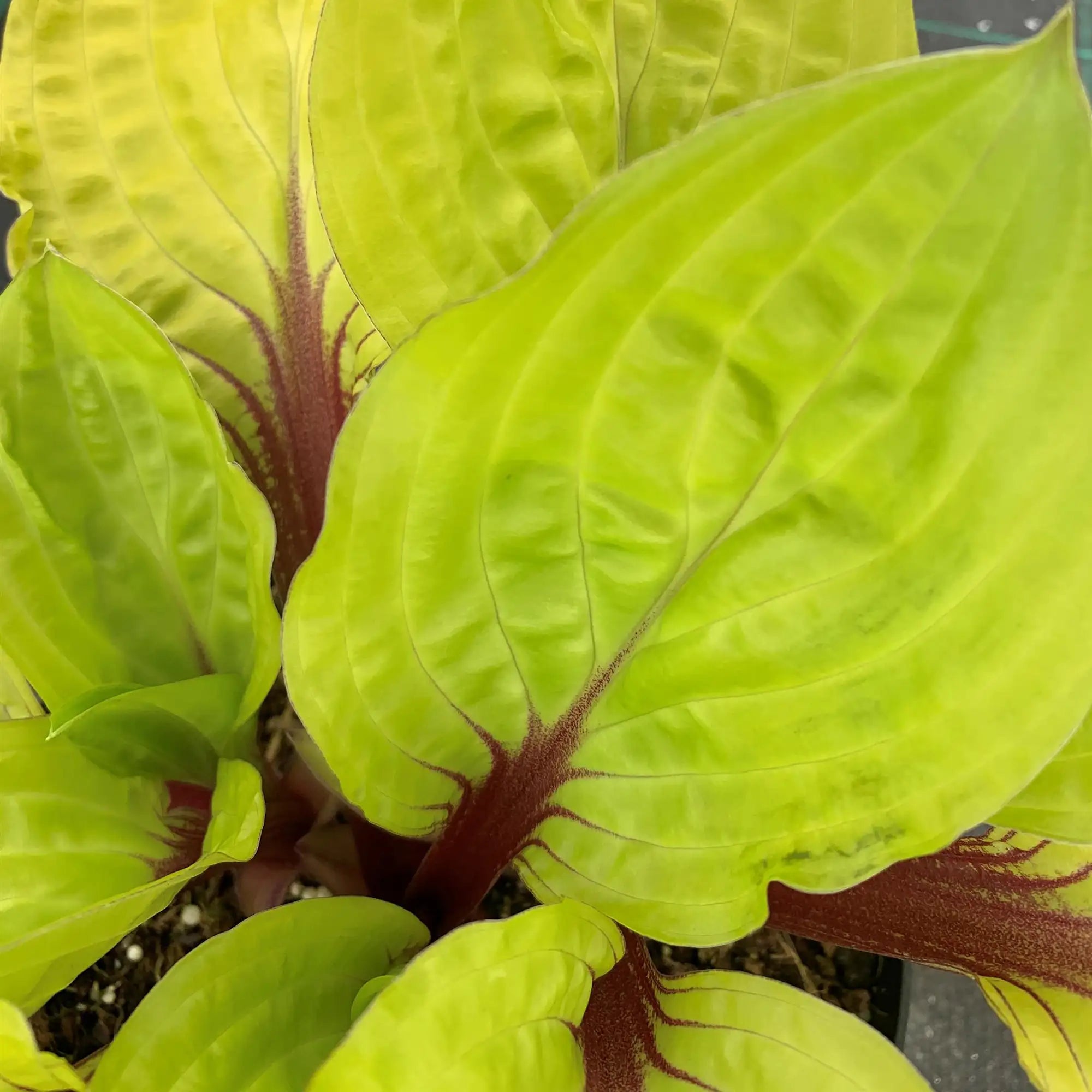 Hosta 'Lemon Snap'