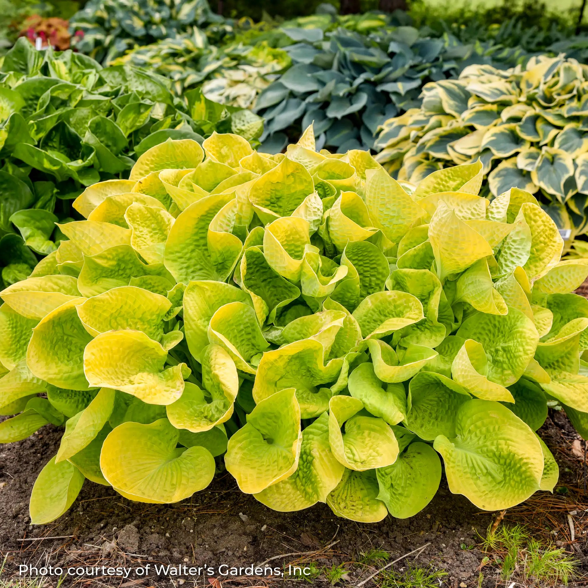 Hosta 'Maui Buttercups'