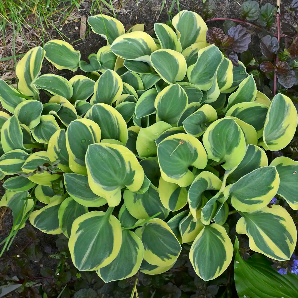 Hosta 'Mighty Mouse'
