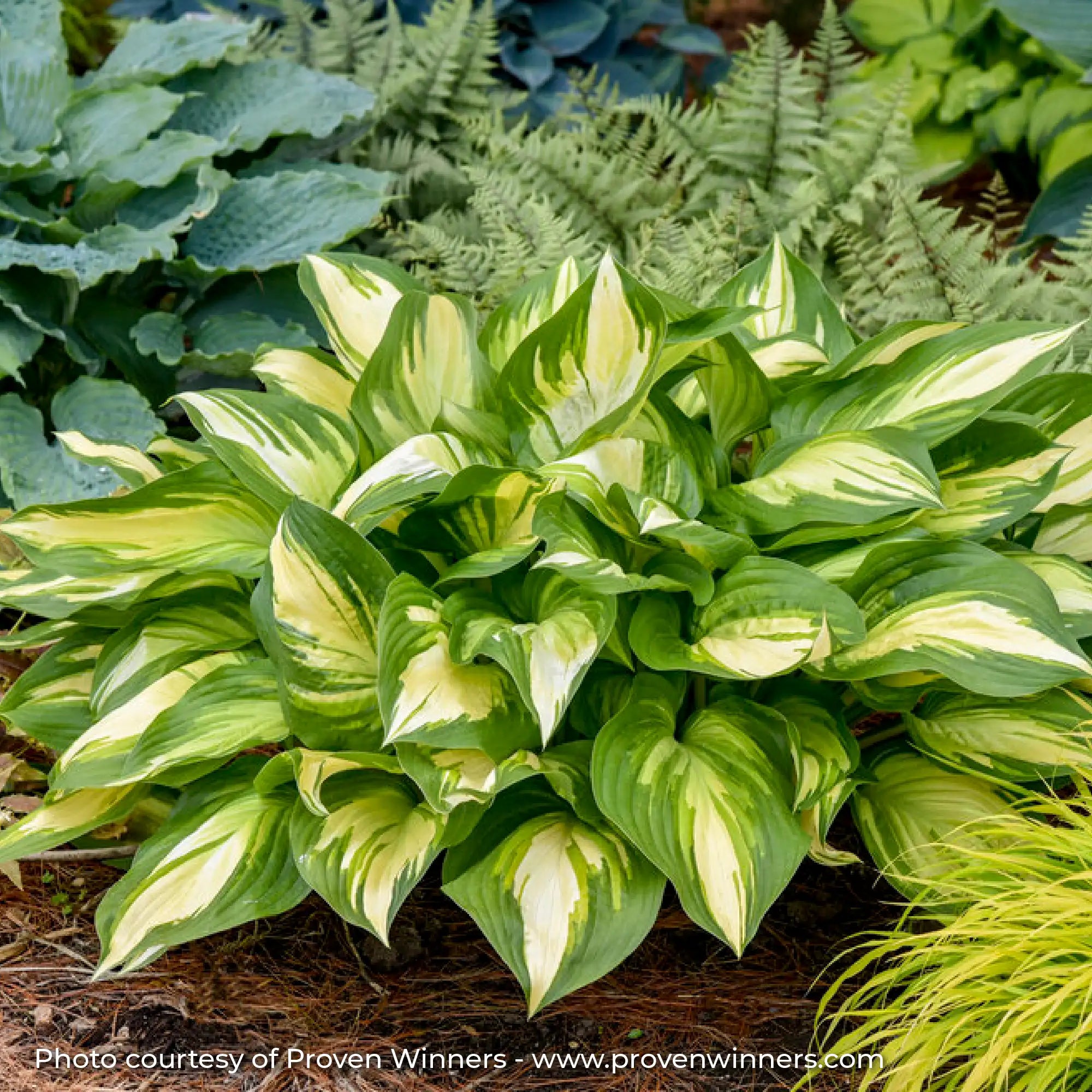Hosta Shadowland® 'Miss America'