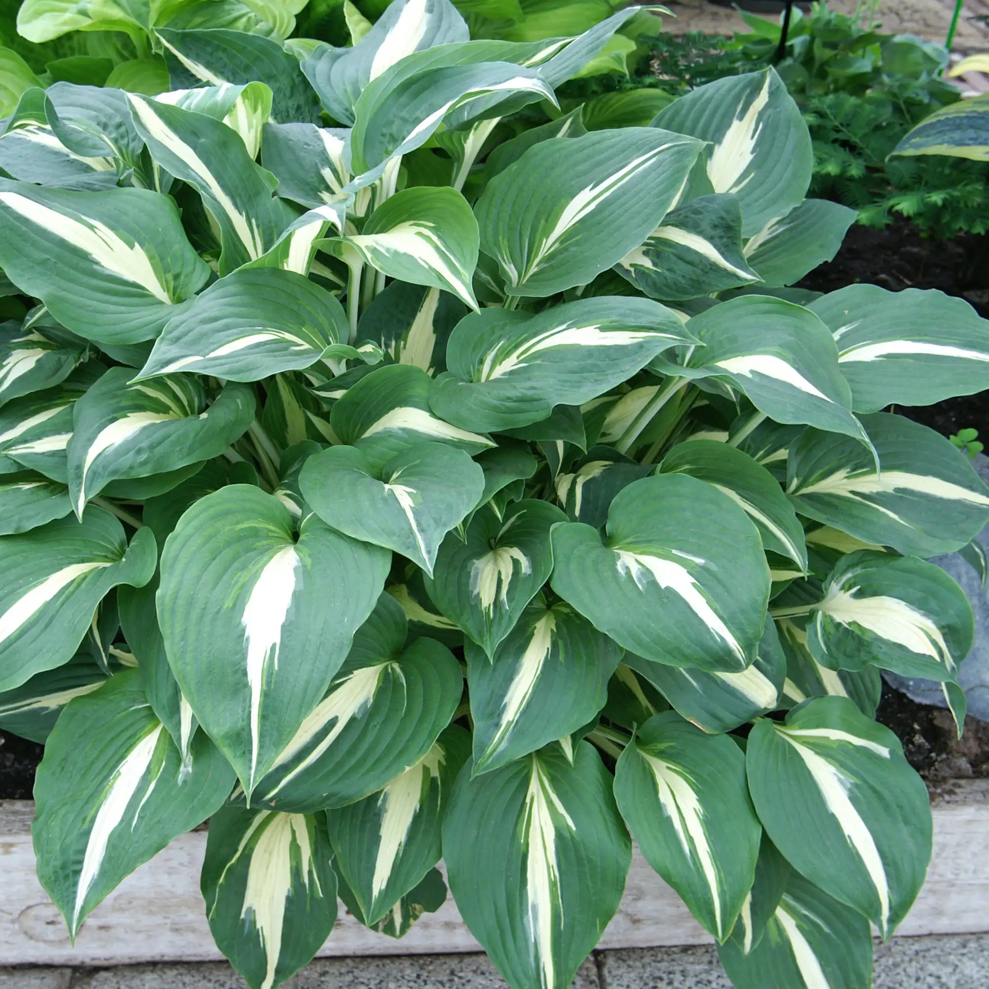 Hosta 'Night Before Christmas'