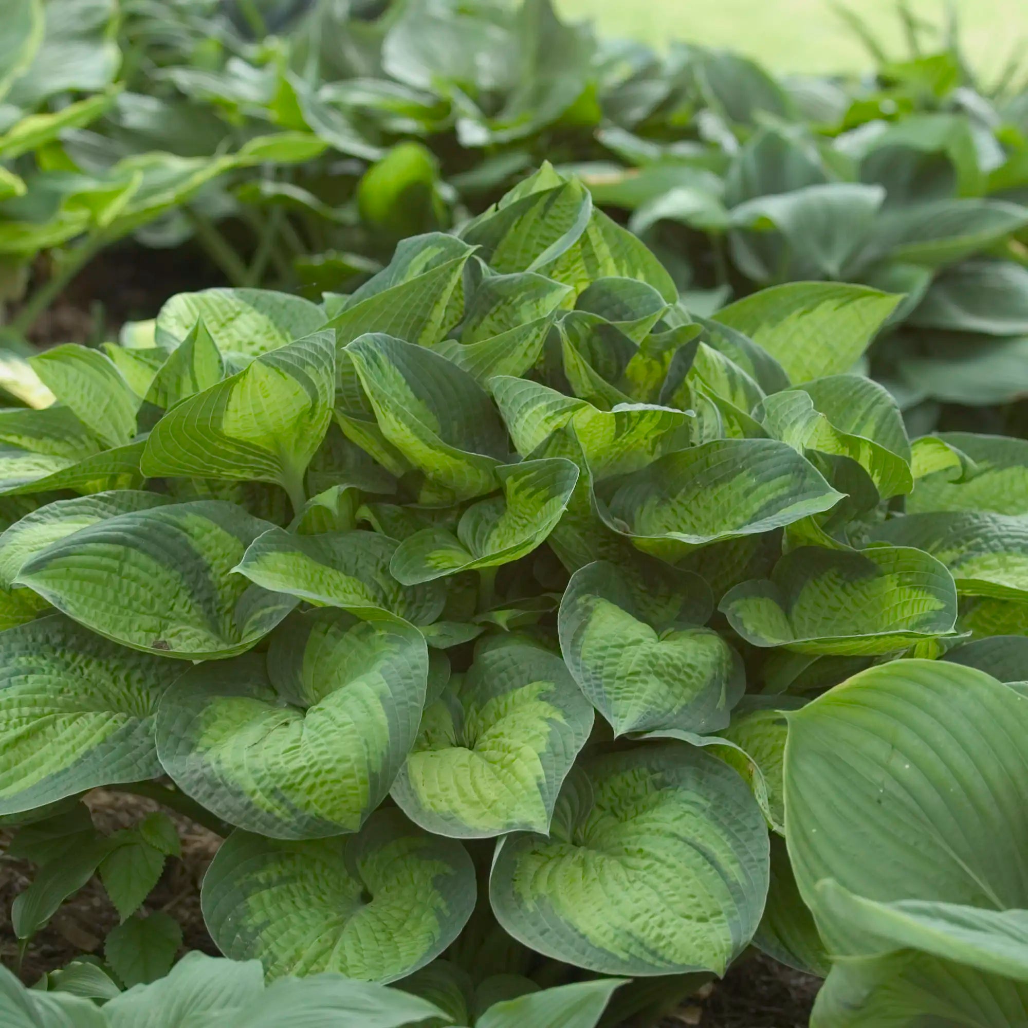 Hosta 'Paradigm'