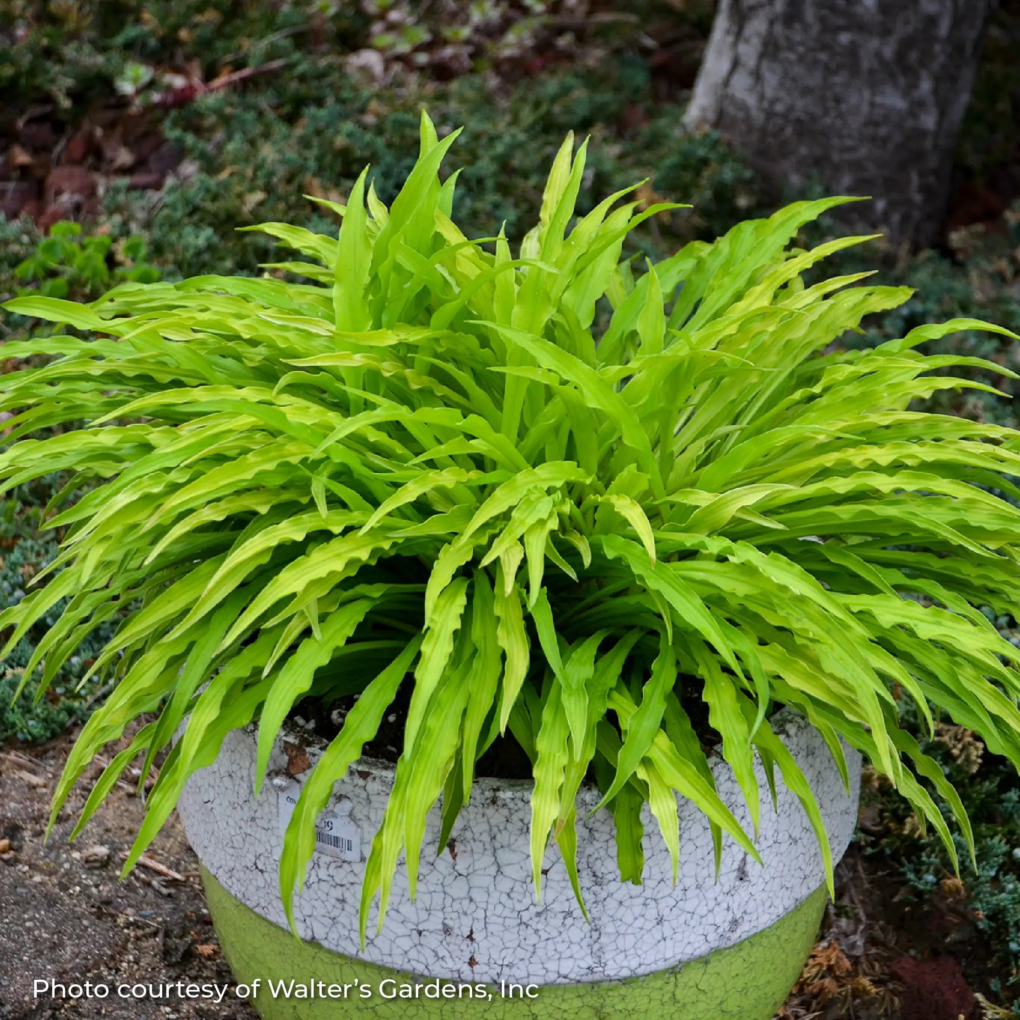 Hosta 'Party Streamers'