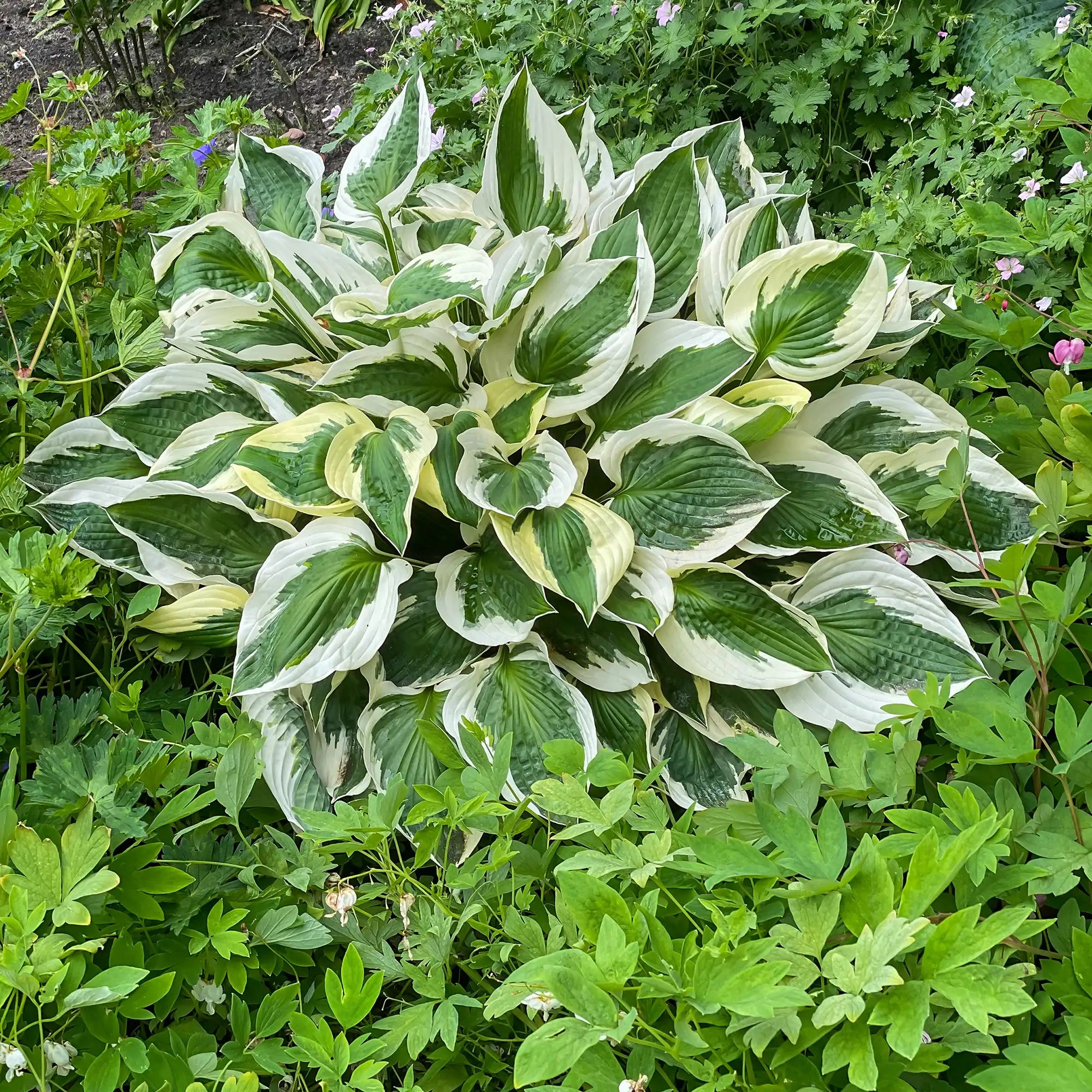 Hosta 'Patriot'