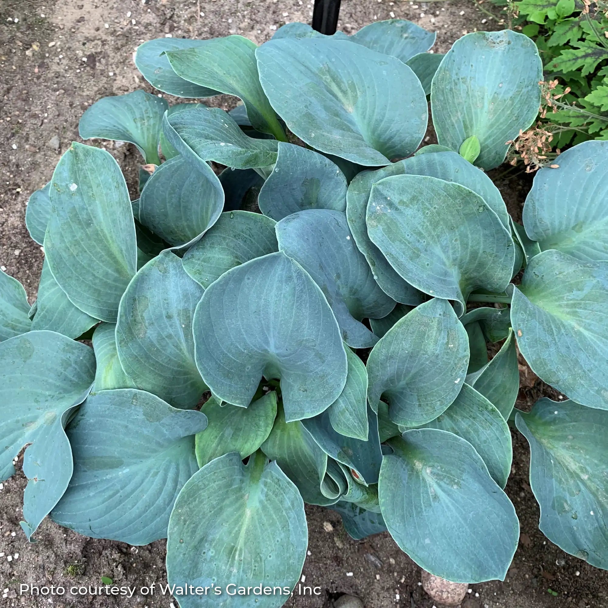 Hosta 'Silver Bullet'