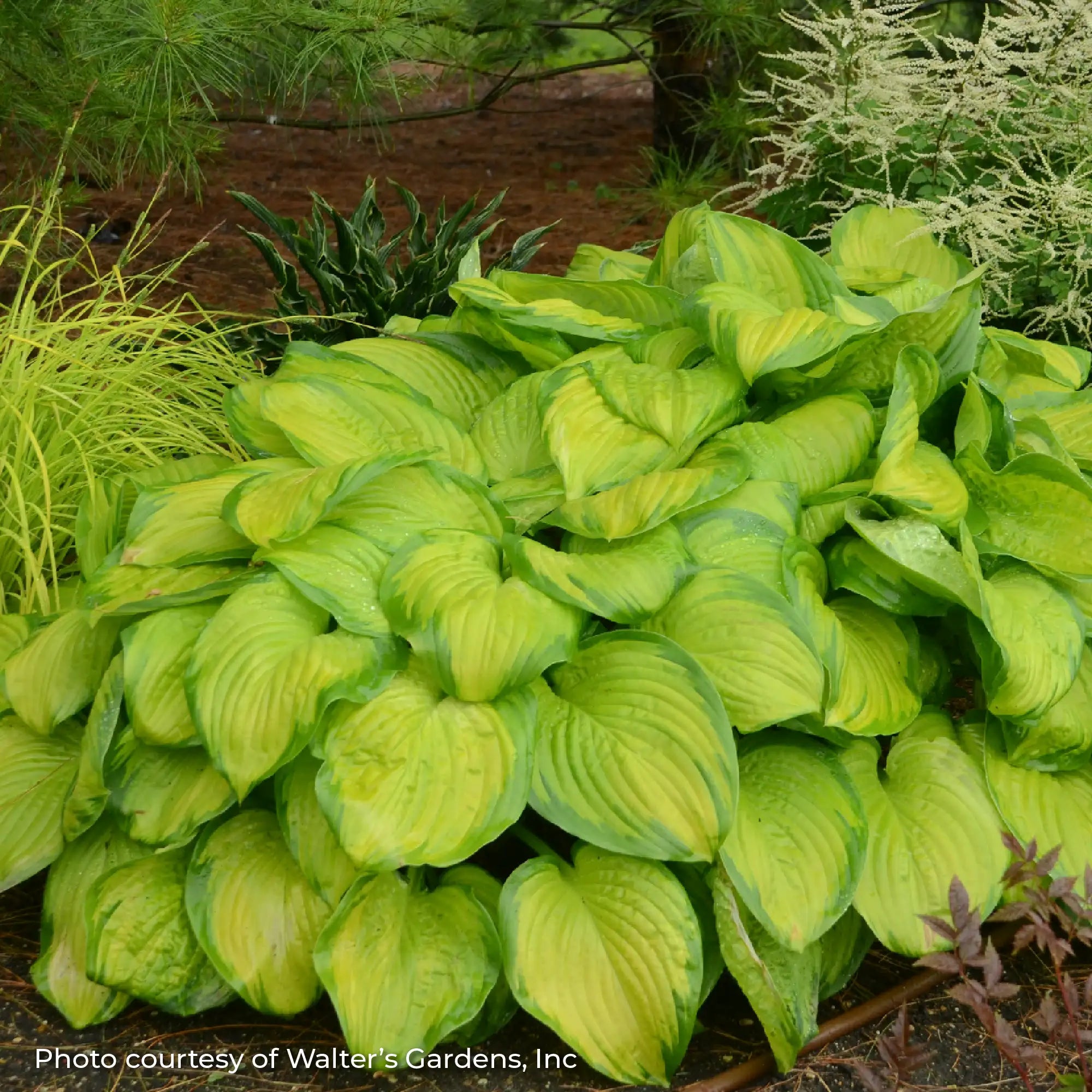 Hosta 'Stained Glass'