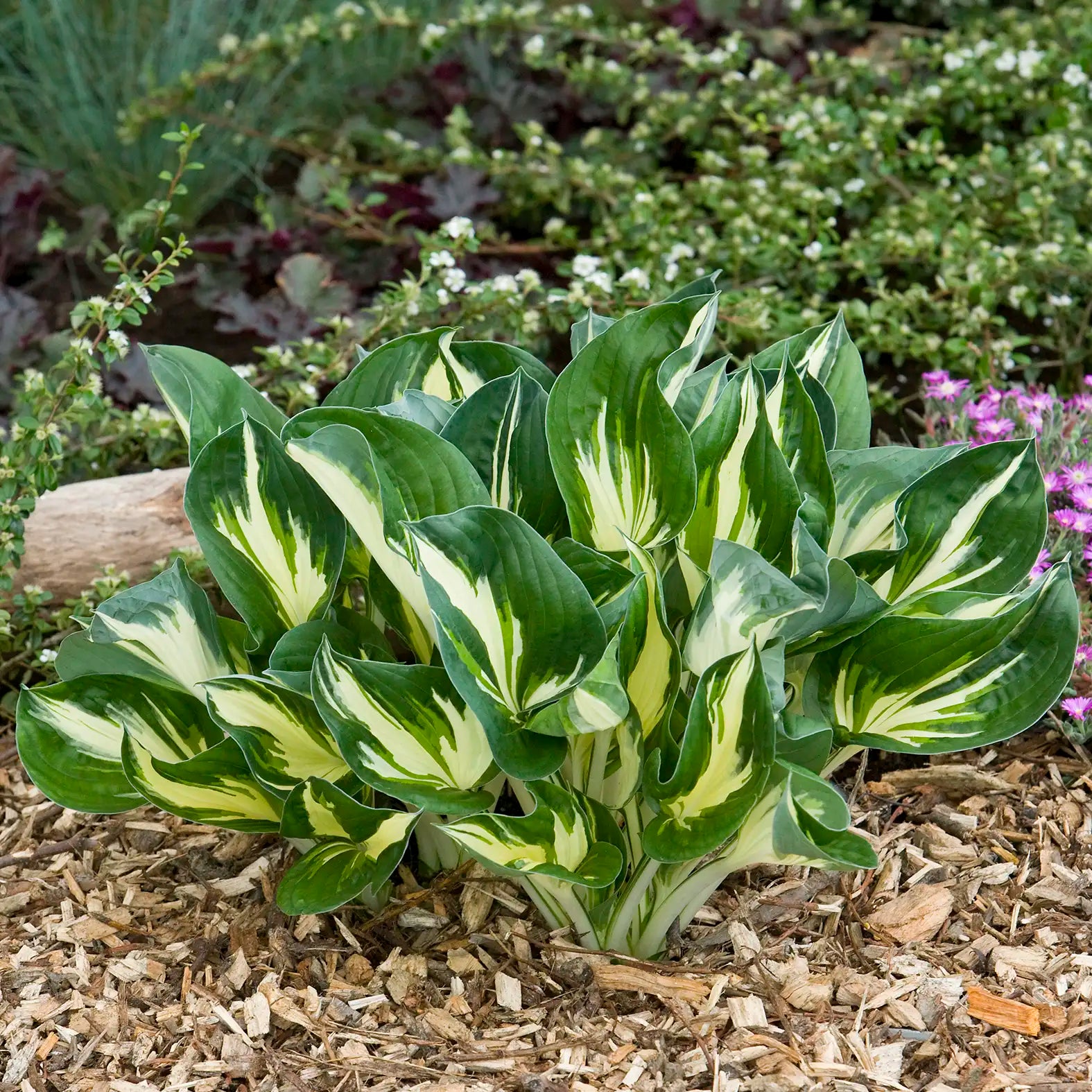 Hosta 'Sting'