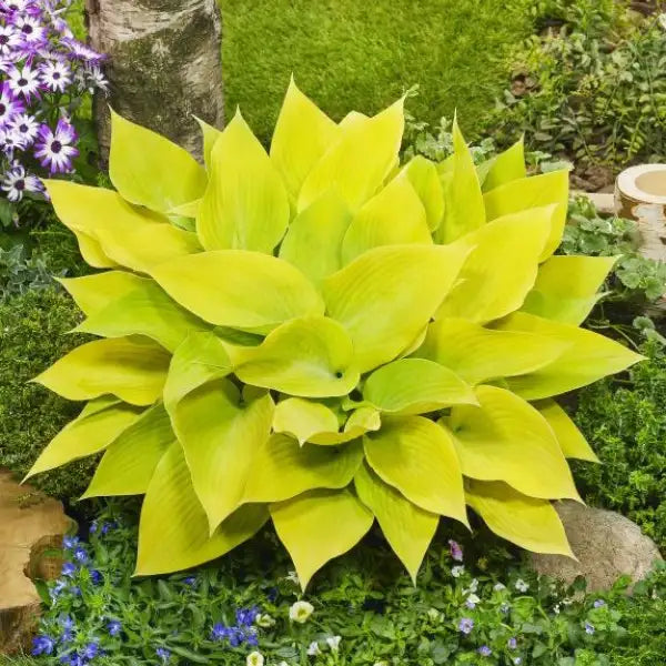 Hosta 'Sunny Halcyon'