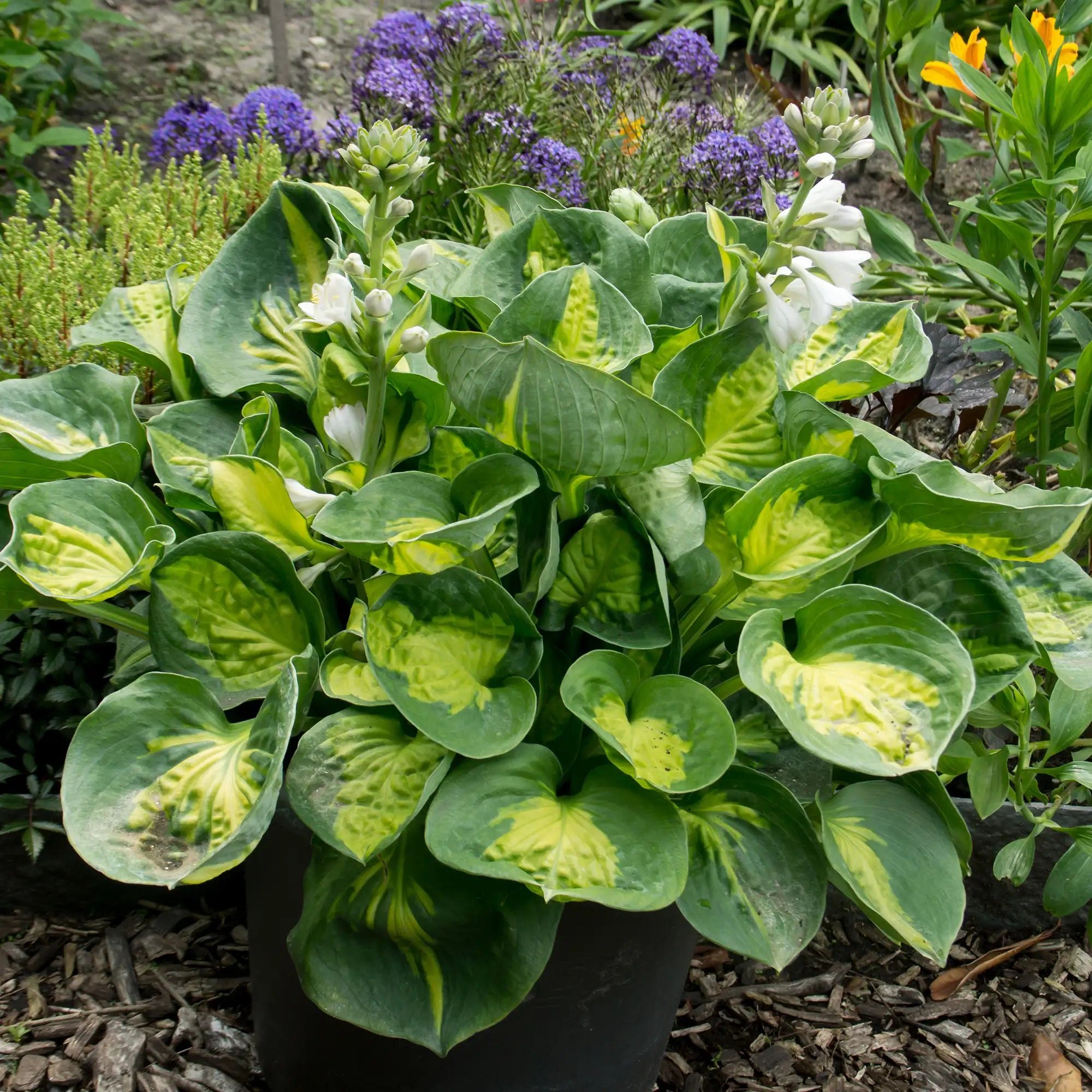 Hosta 'Sunset Grooves'