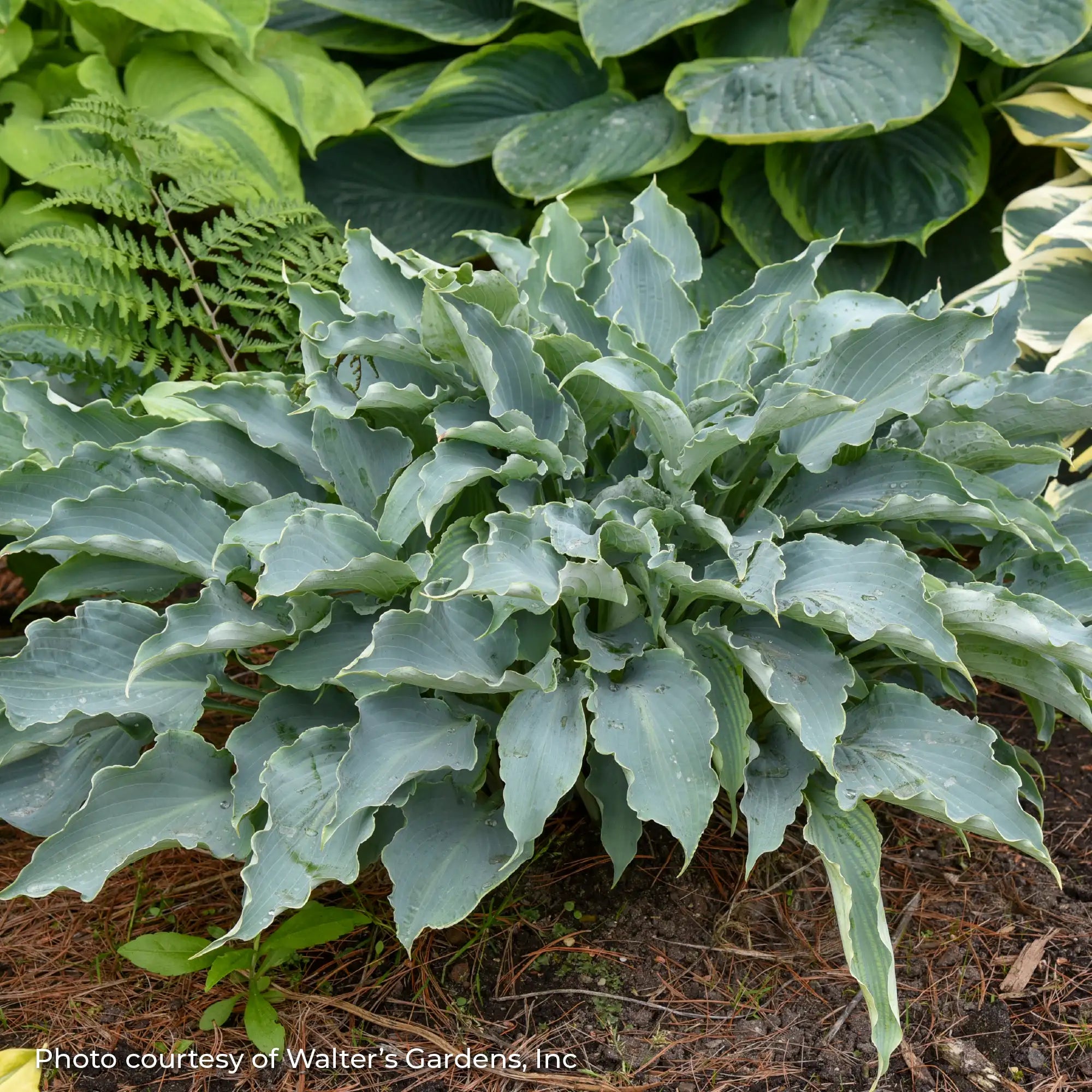 Hosta 'Tears in Heaven'