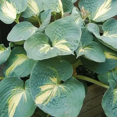 Hosta 'Thunderbolt'