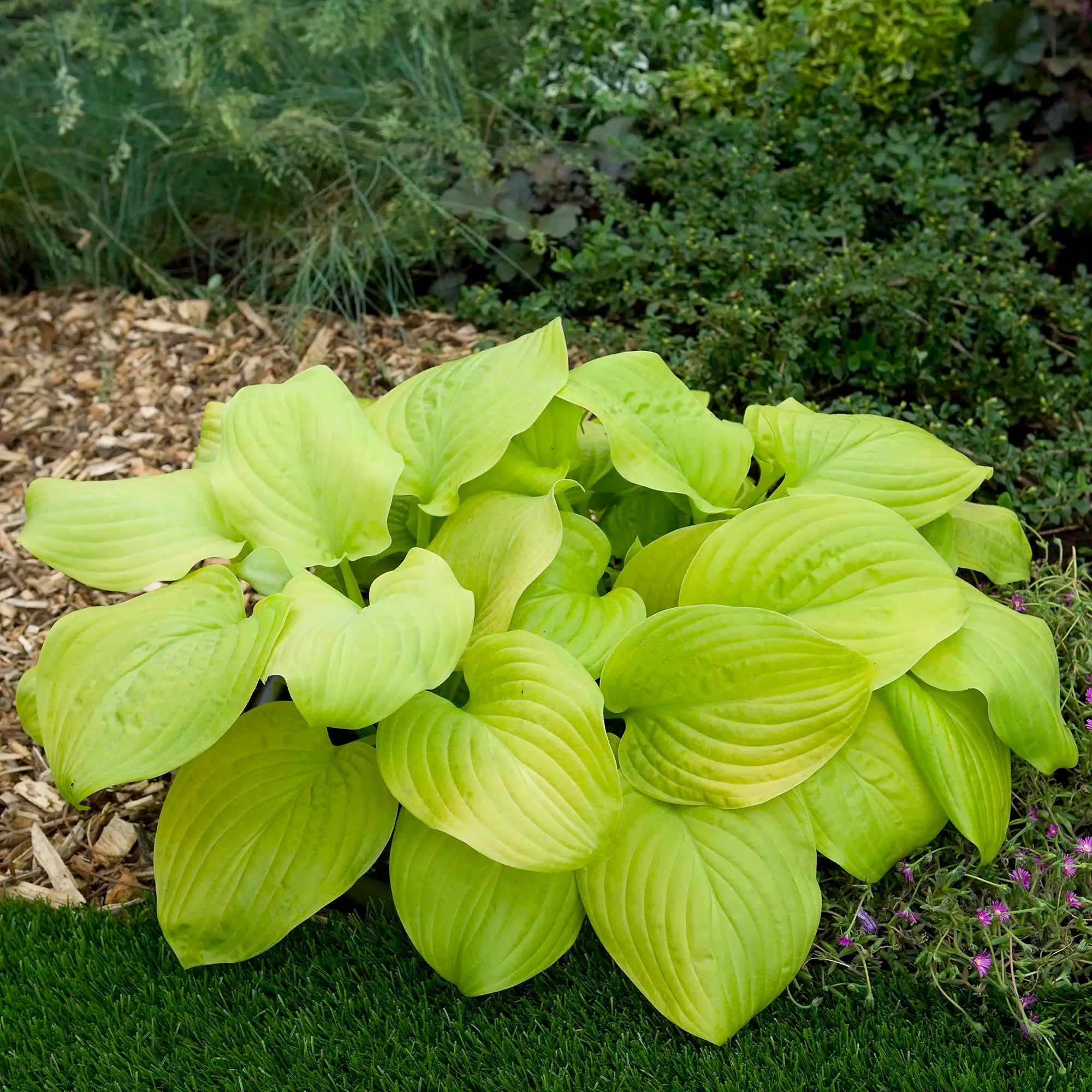 Hosta 'Tortilla Chip'