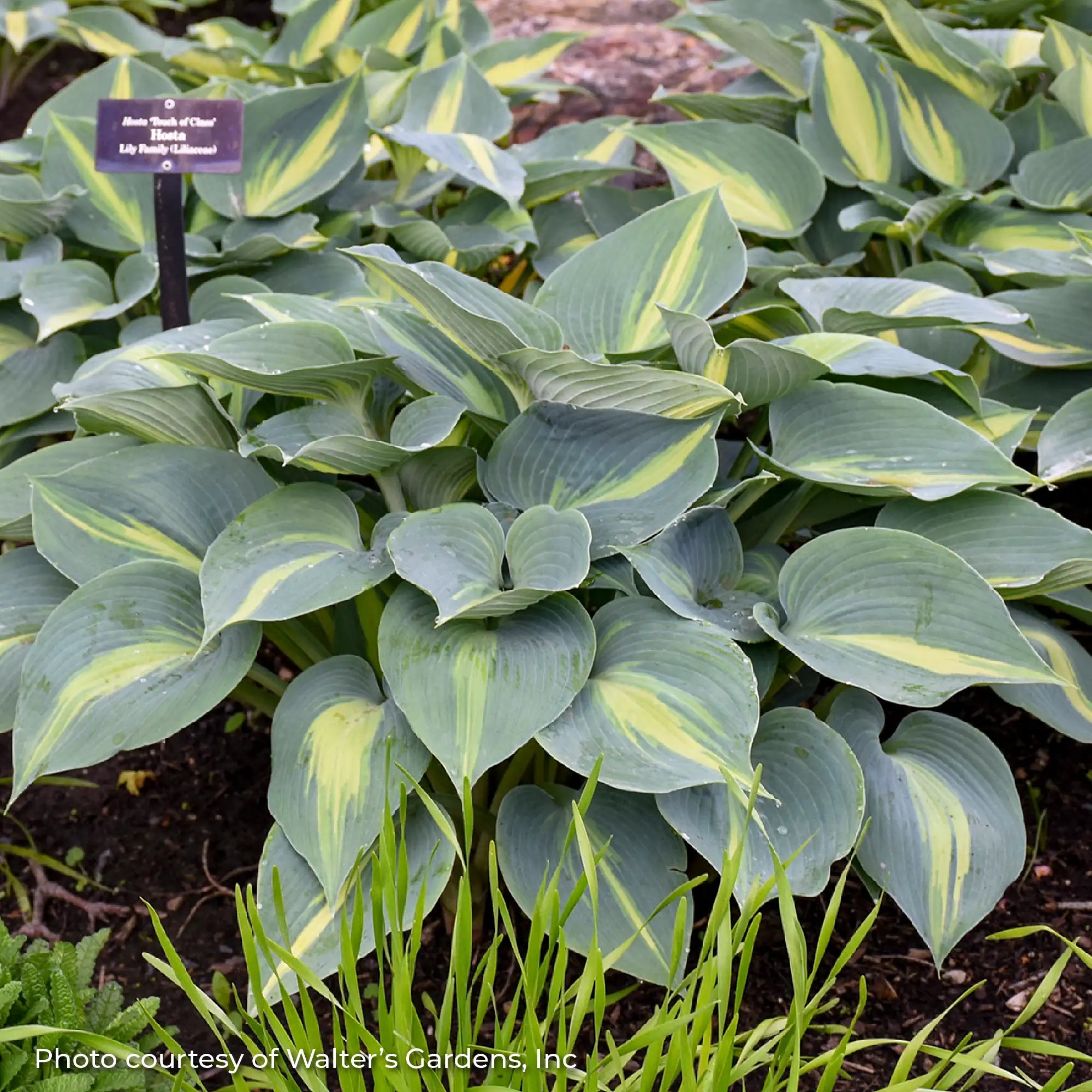 Hosta 'Touch of Class'
