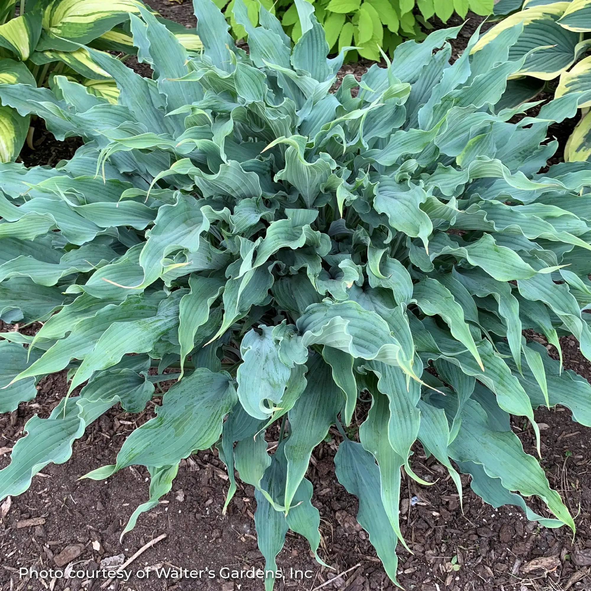 Hosta 'Wild Imagination'