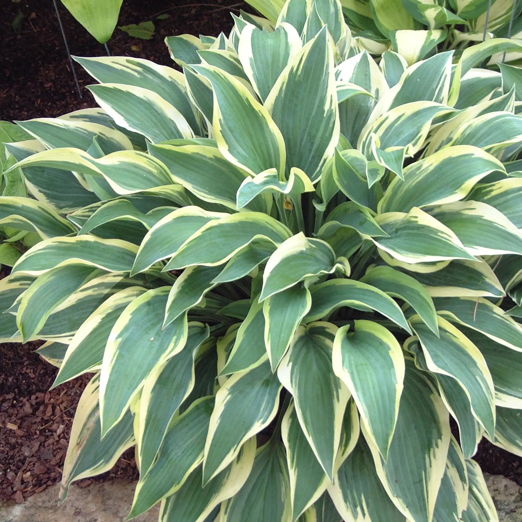 Hosta 'Wolverine'