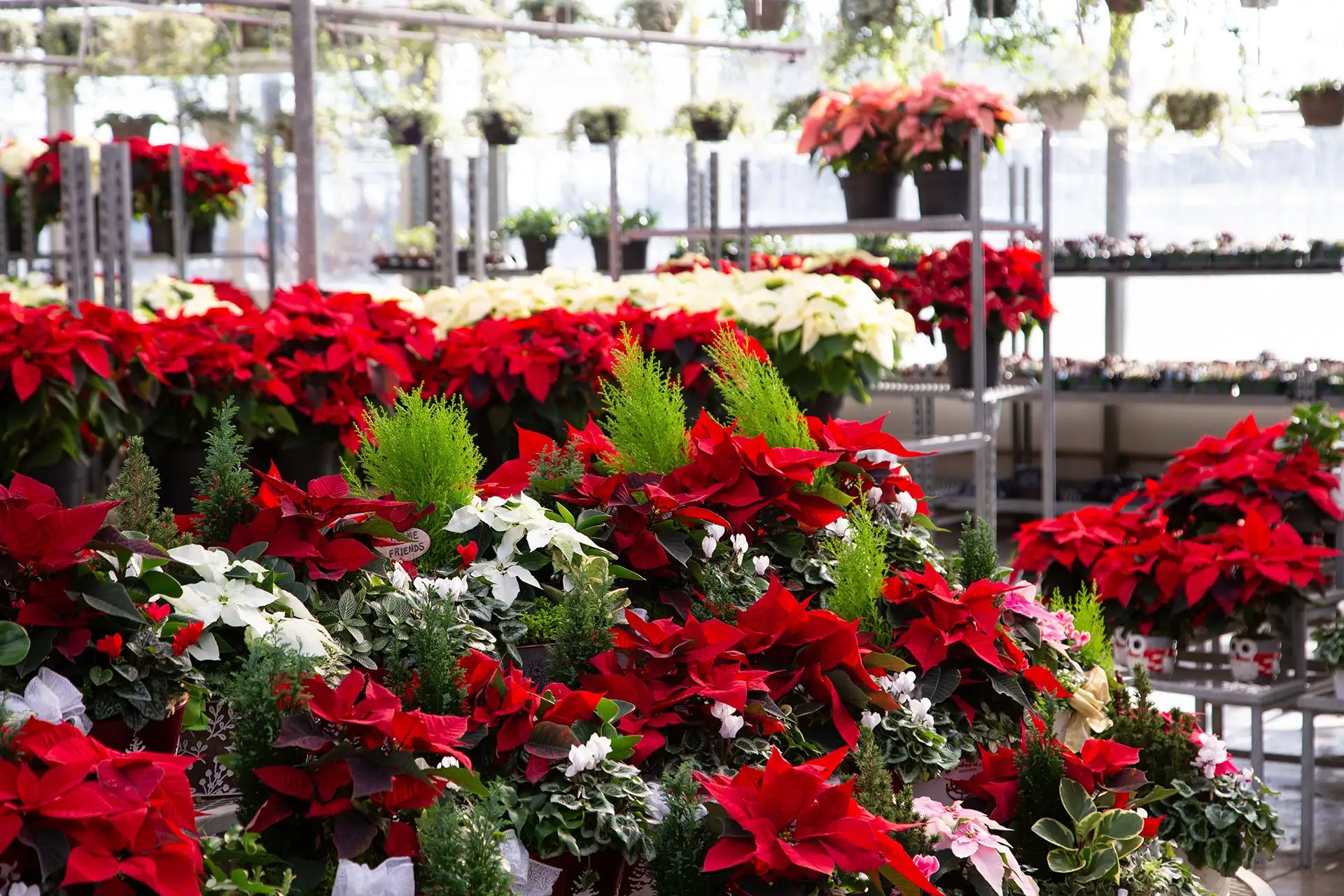 Tiered table with potted christmas arrangements including poinsetties, cyclamen, and mini trees in greenhouse setting with blurred rows of poinsettias in background.
