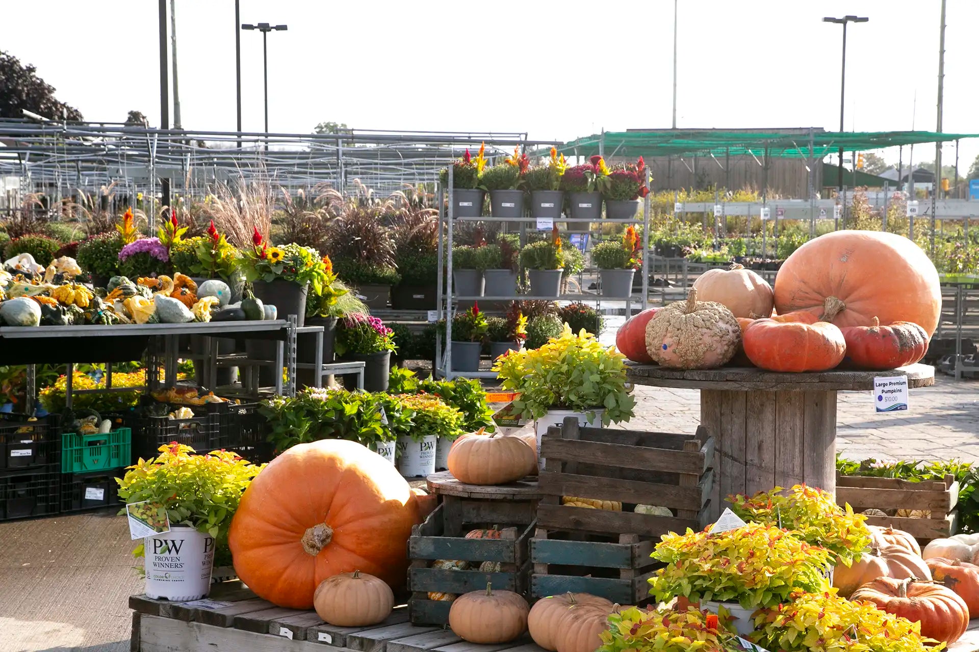 Fall display in greenhouse with wooden crates, assorted pumpkins, and plants with garden centre in background.