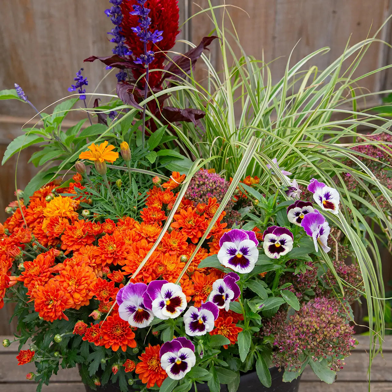 Colorful fall plant arrangement with orange mum, pansies, ornamental grasses, celosia, and salvia.