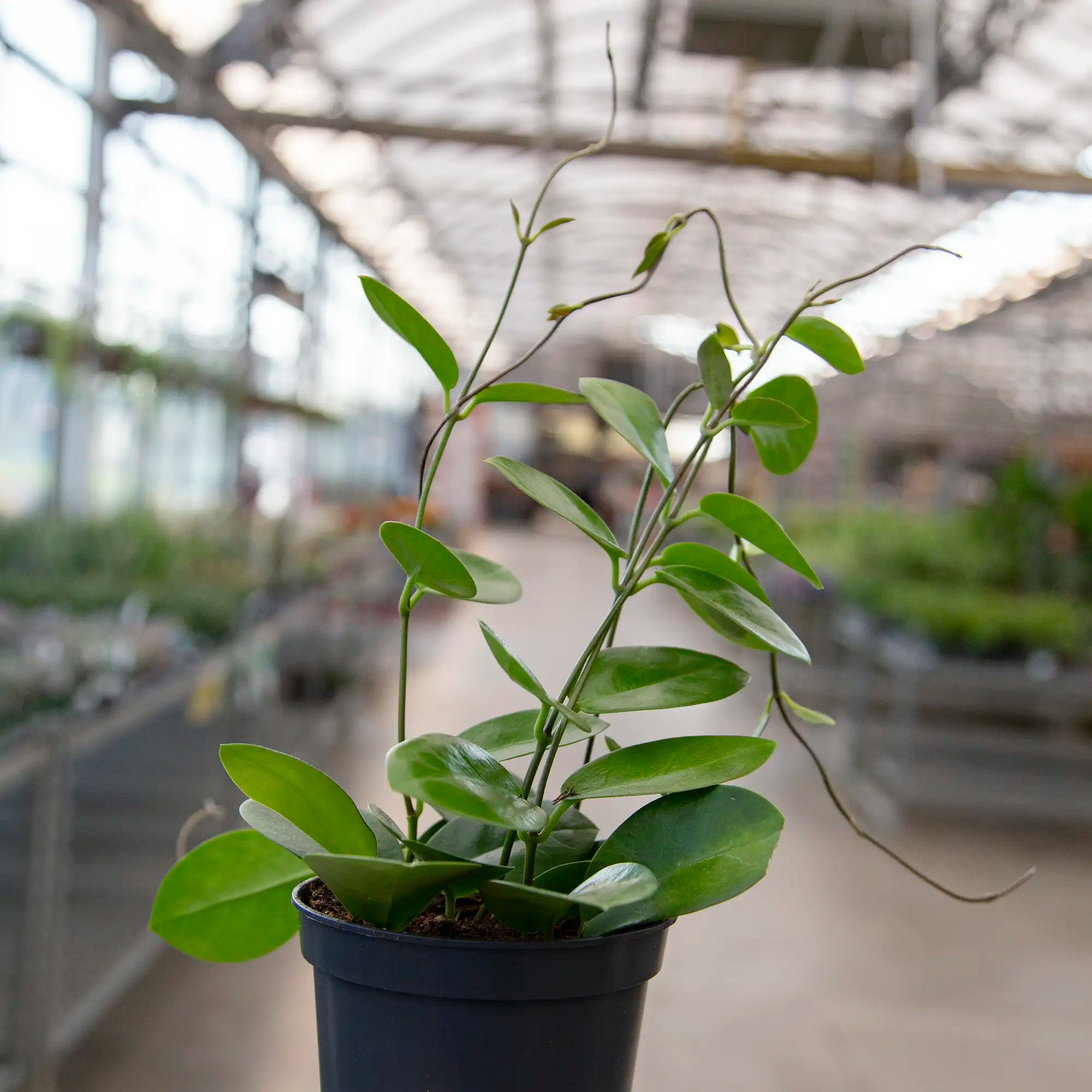Hoya australis