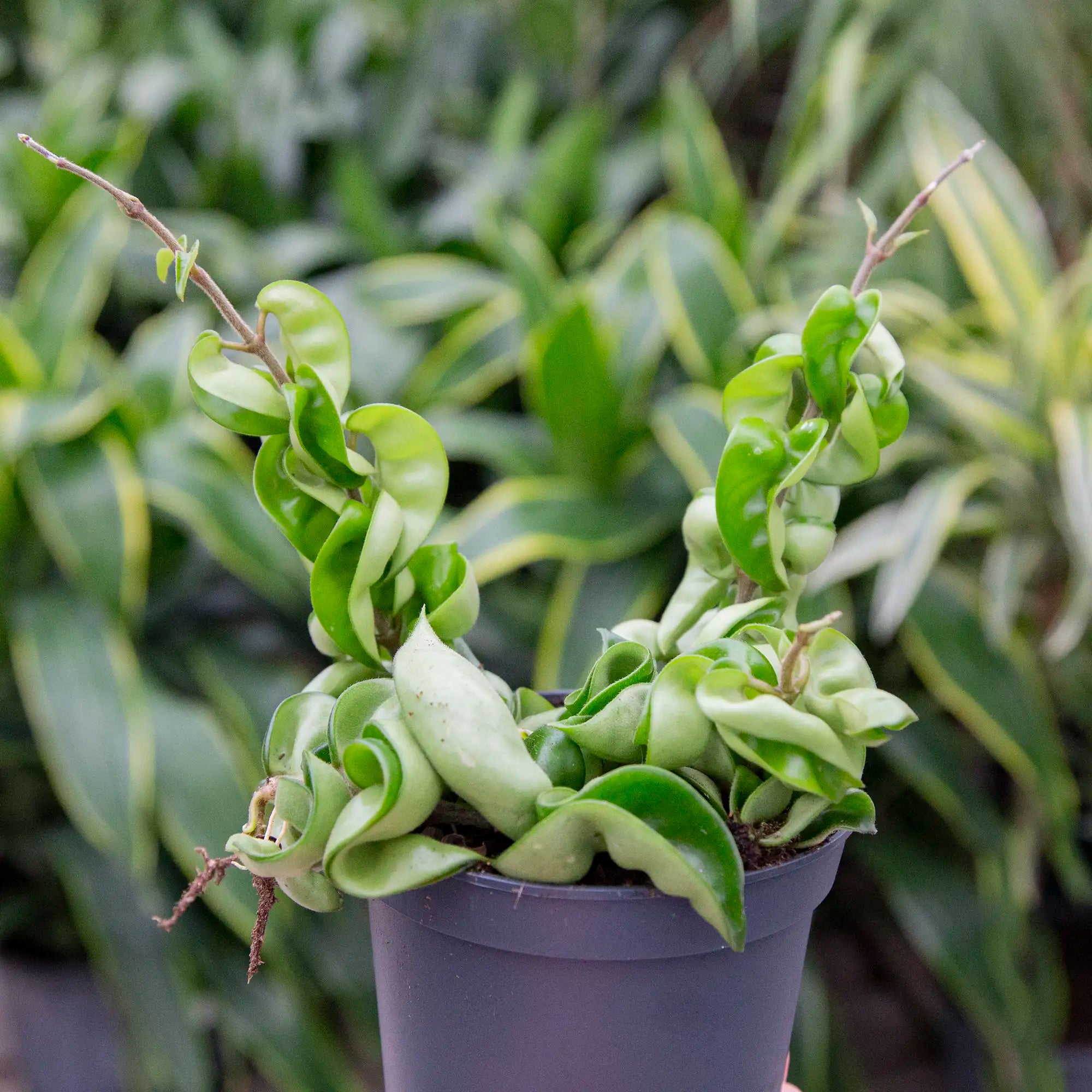 Hoya Hindu Rope