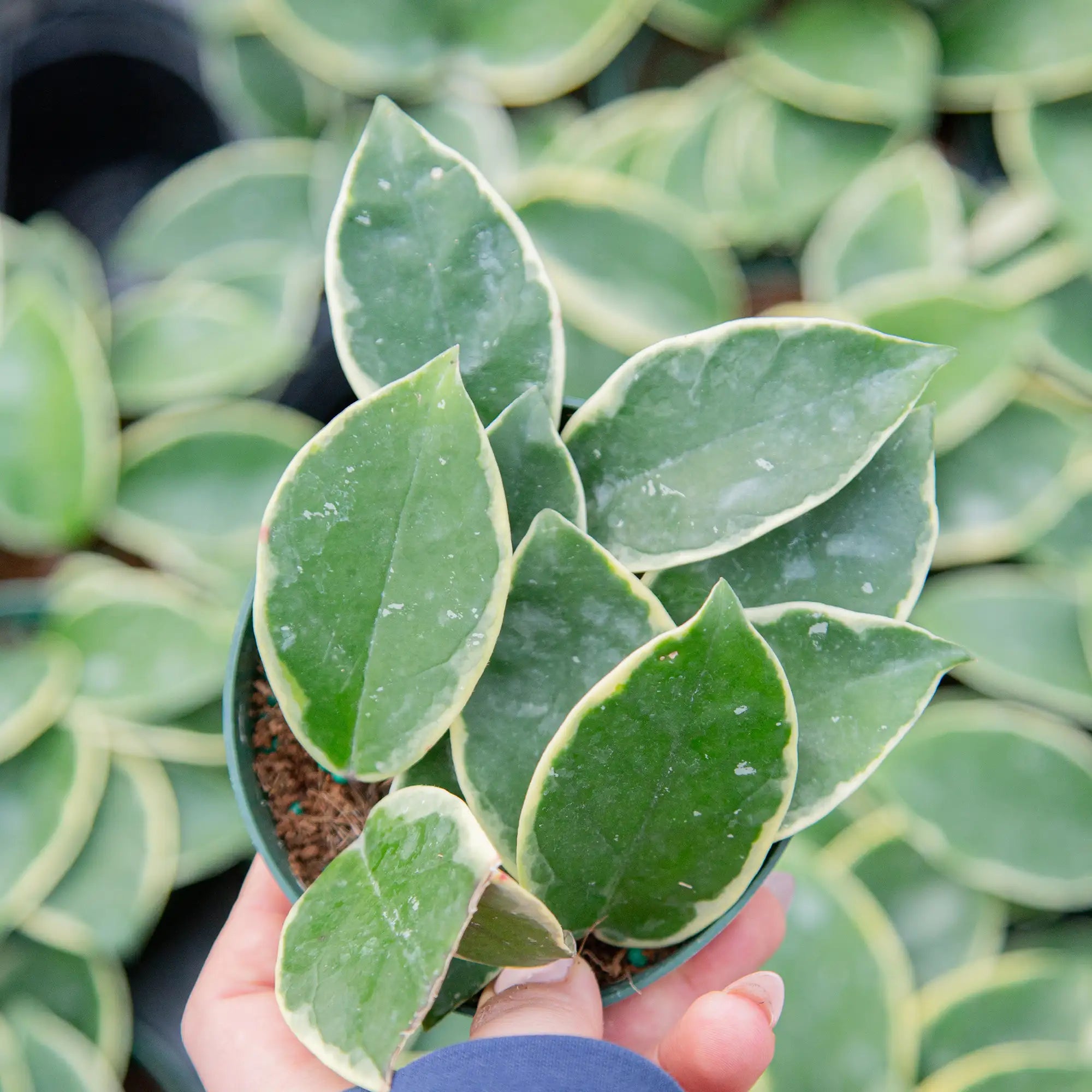 Hoya 'Krimson Queen'