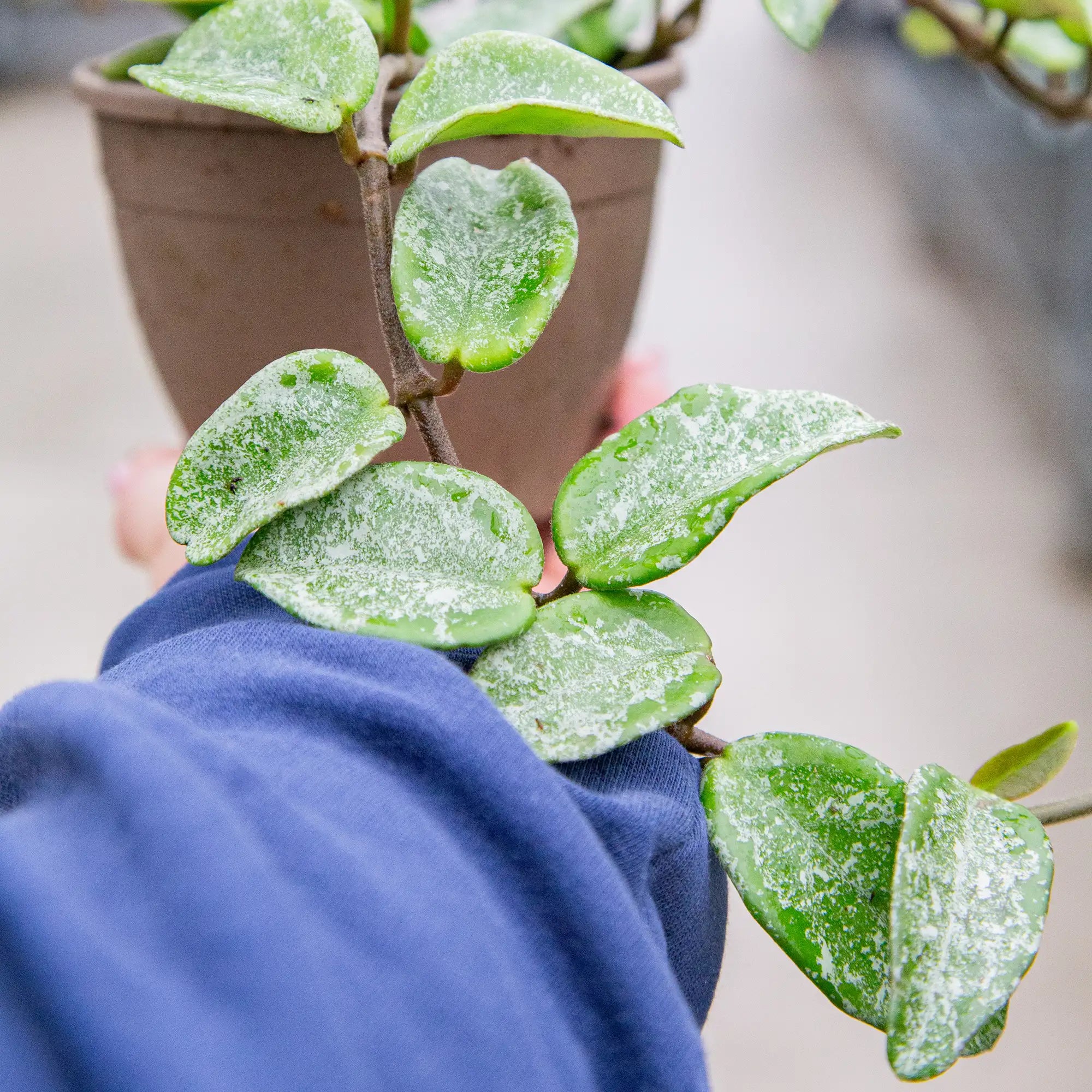 Hoya 'Grey Ghost'