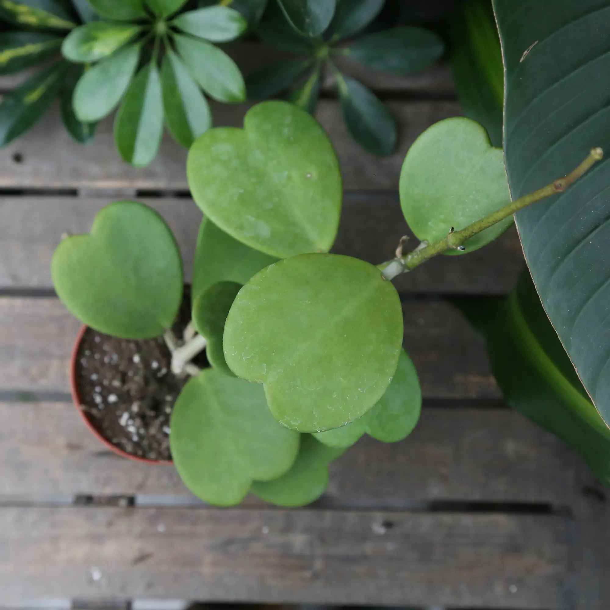 Hoya Heartleaf 'Green'