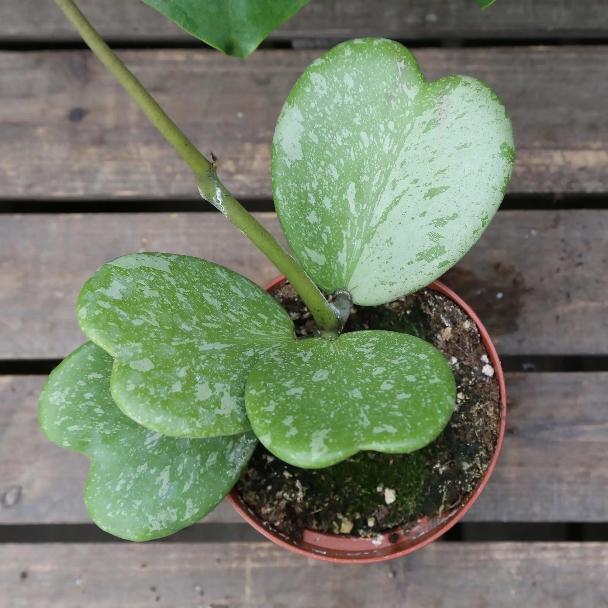 Hoya Heartleaf 'Splash'