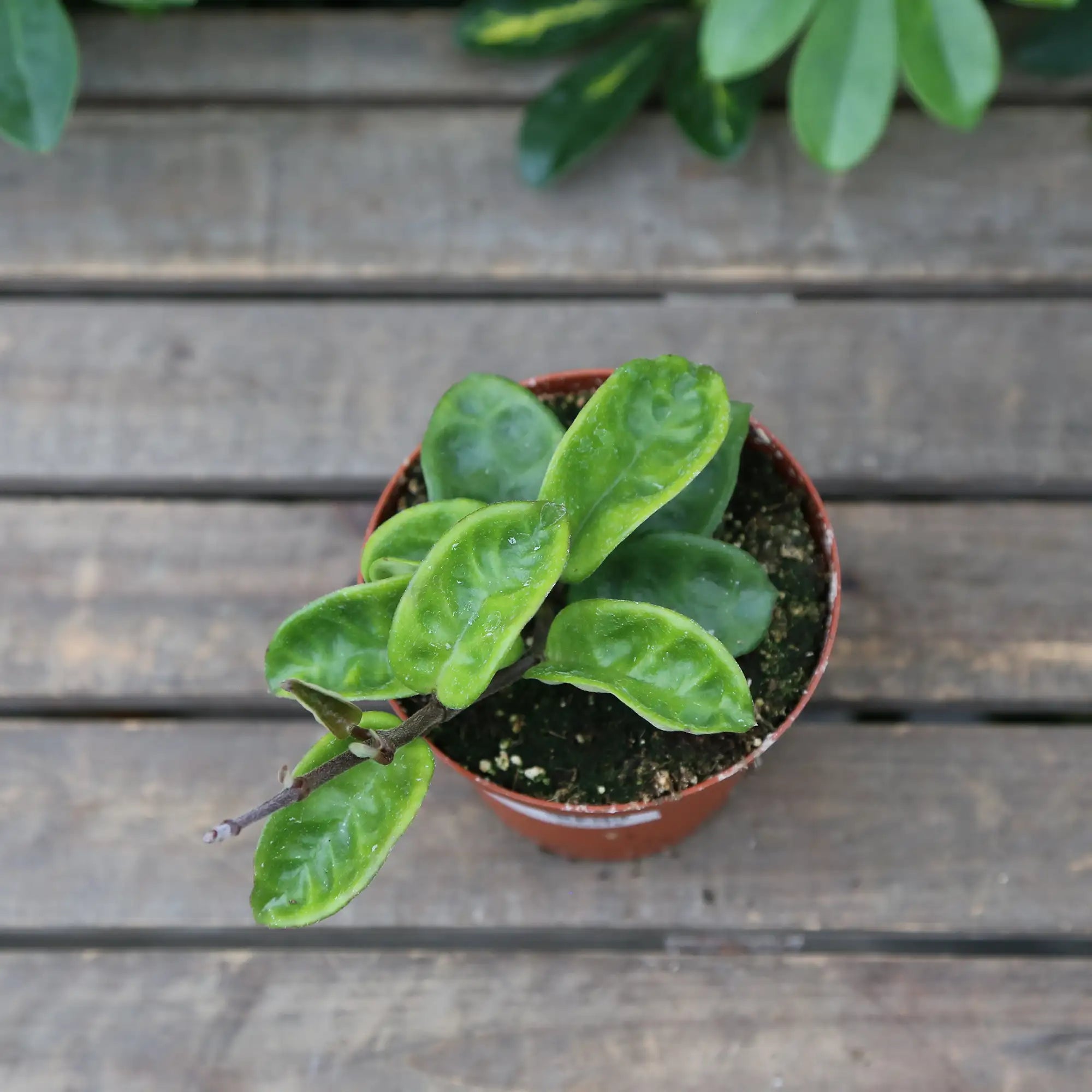 Hoya 'Krinkle 8'