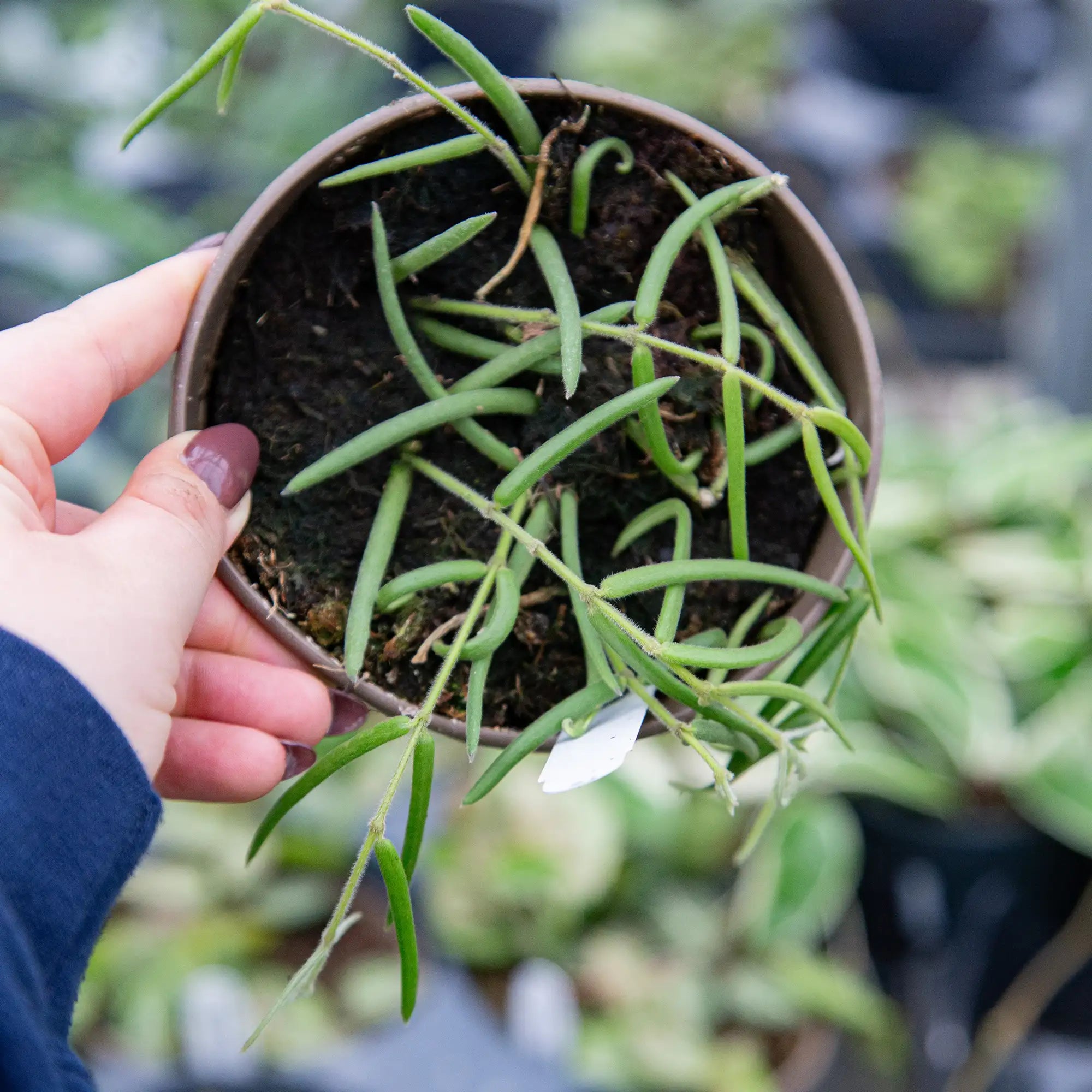 Hoya linearis