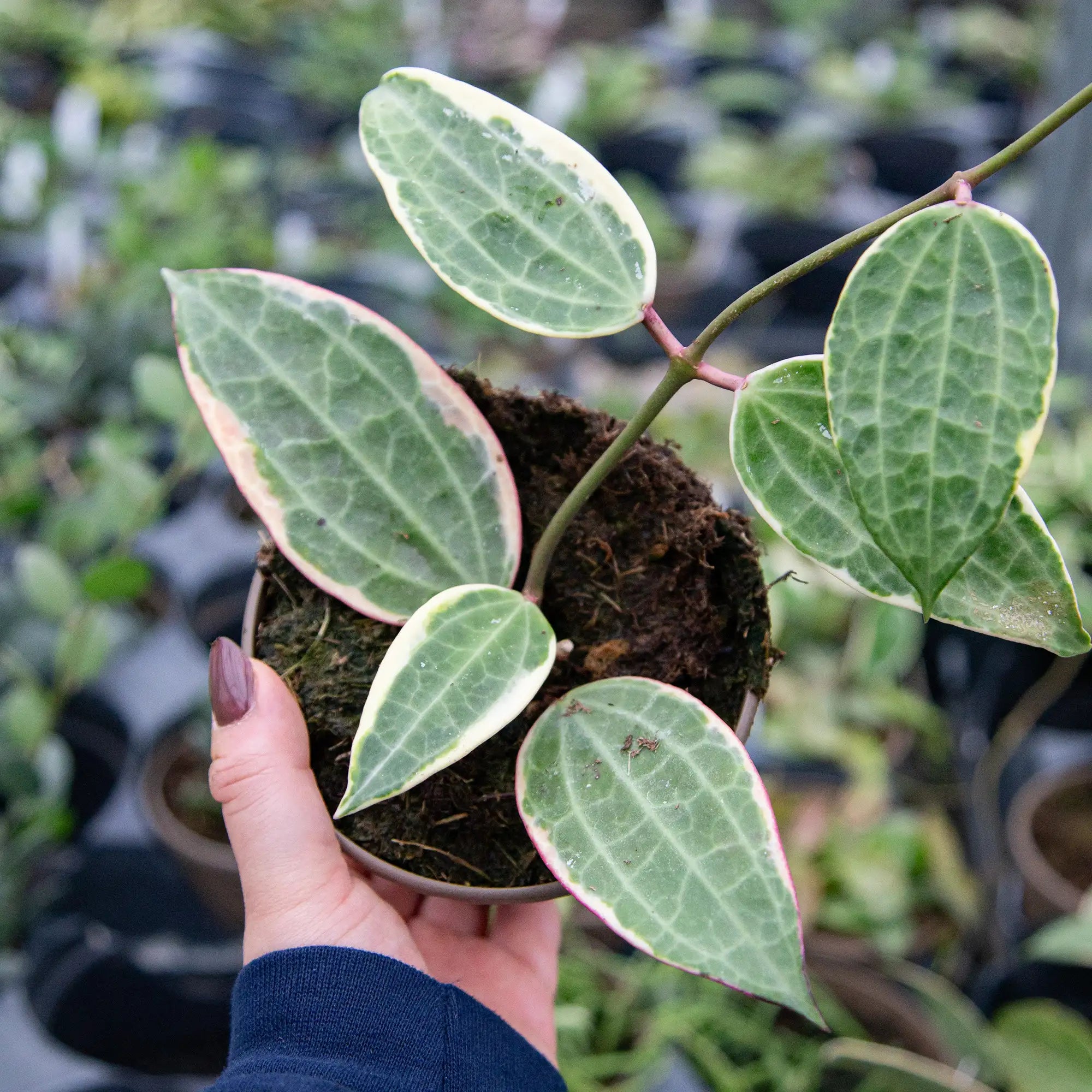 Hoya macrophylla