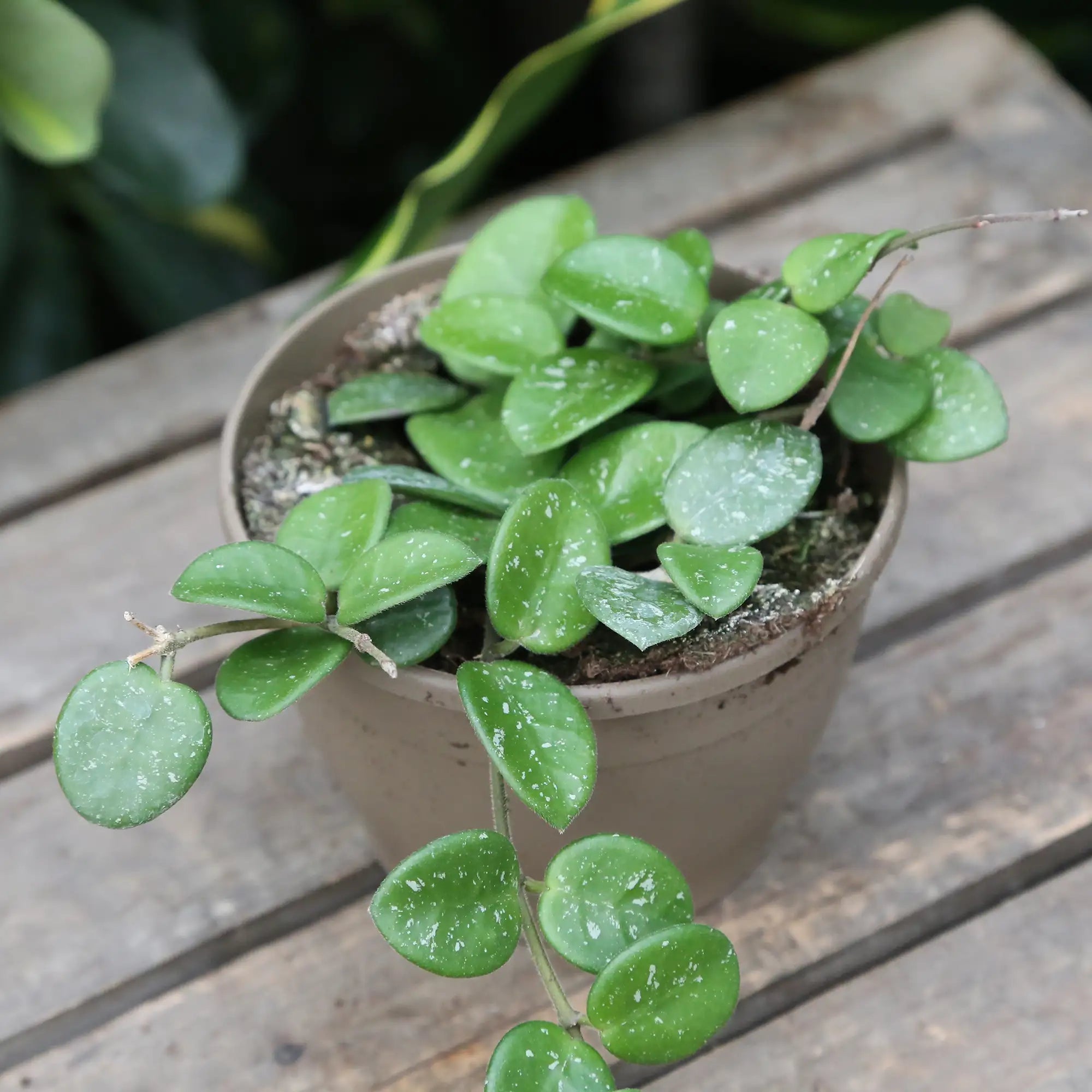 Hoya 'Mathilde'