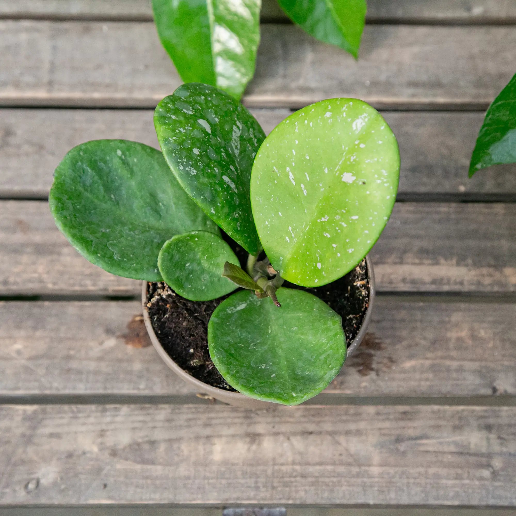 Hoya obovata