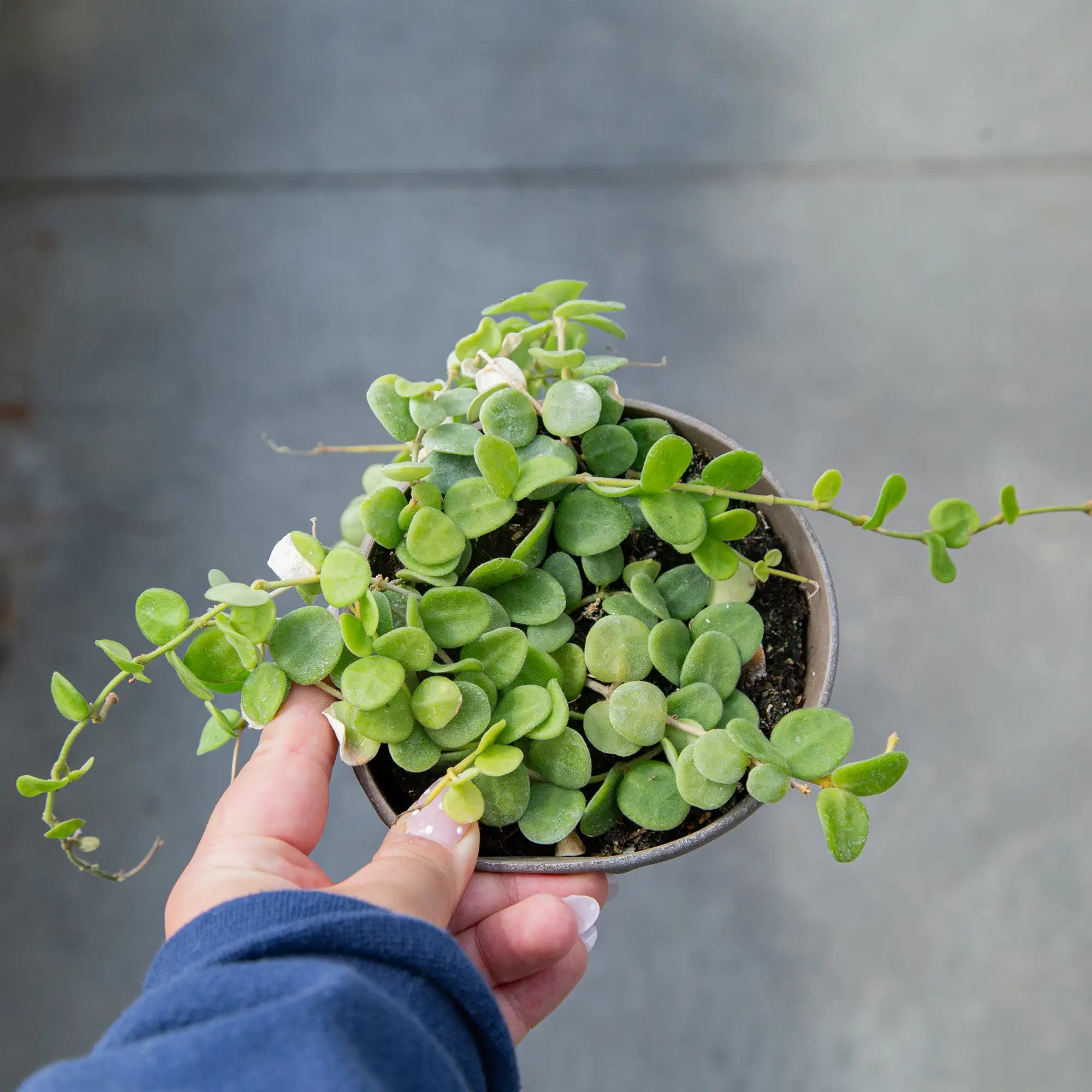 Hoya serpens