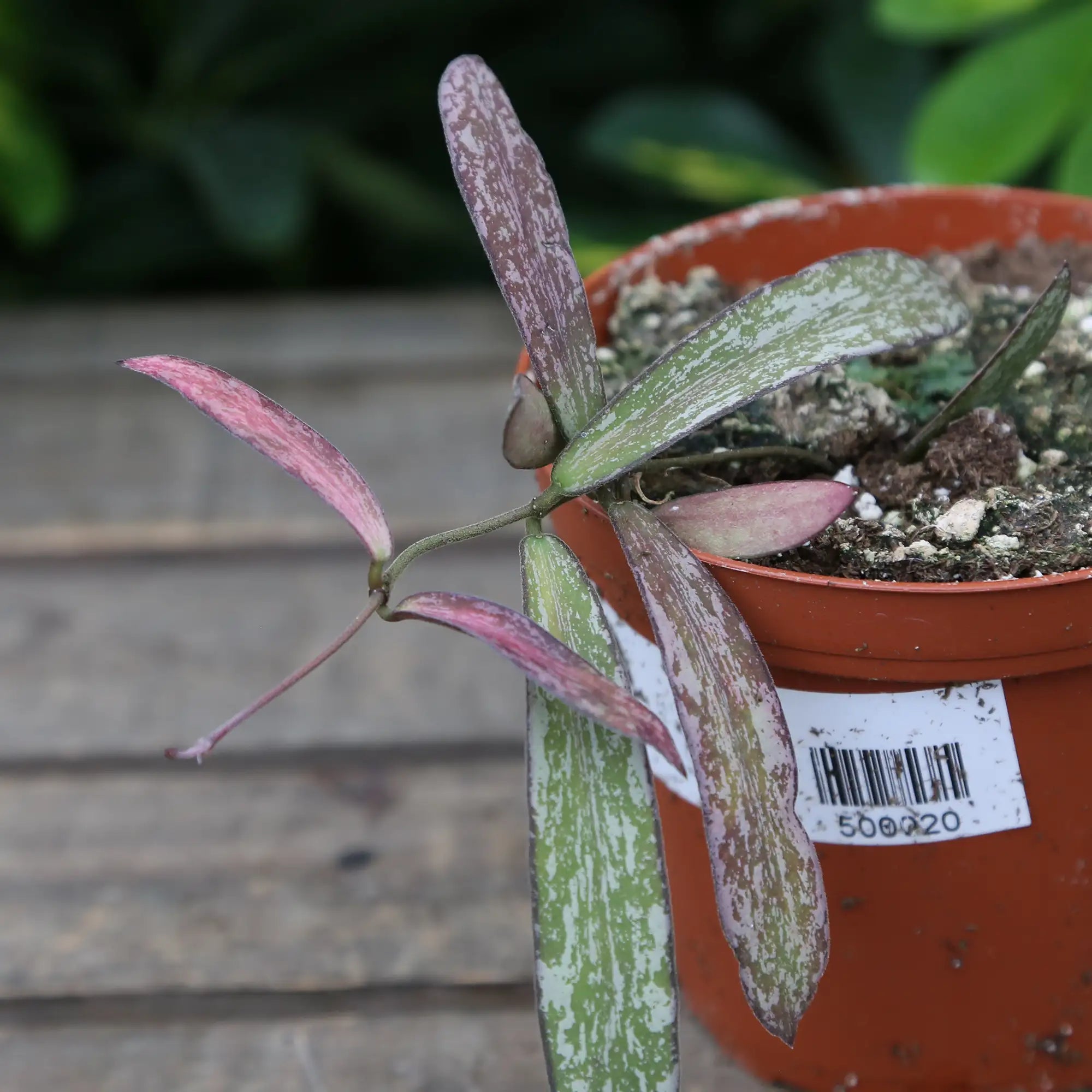 Hoya sigitallis