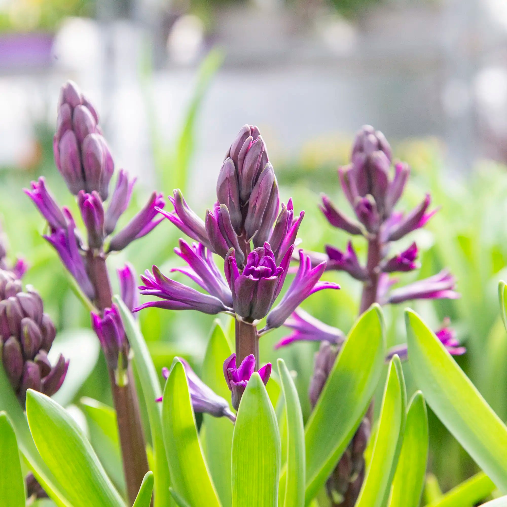 Hyacinth