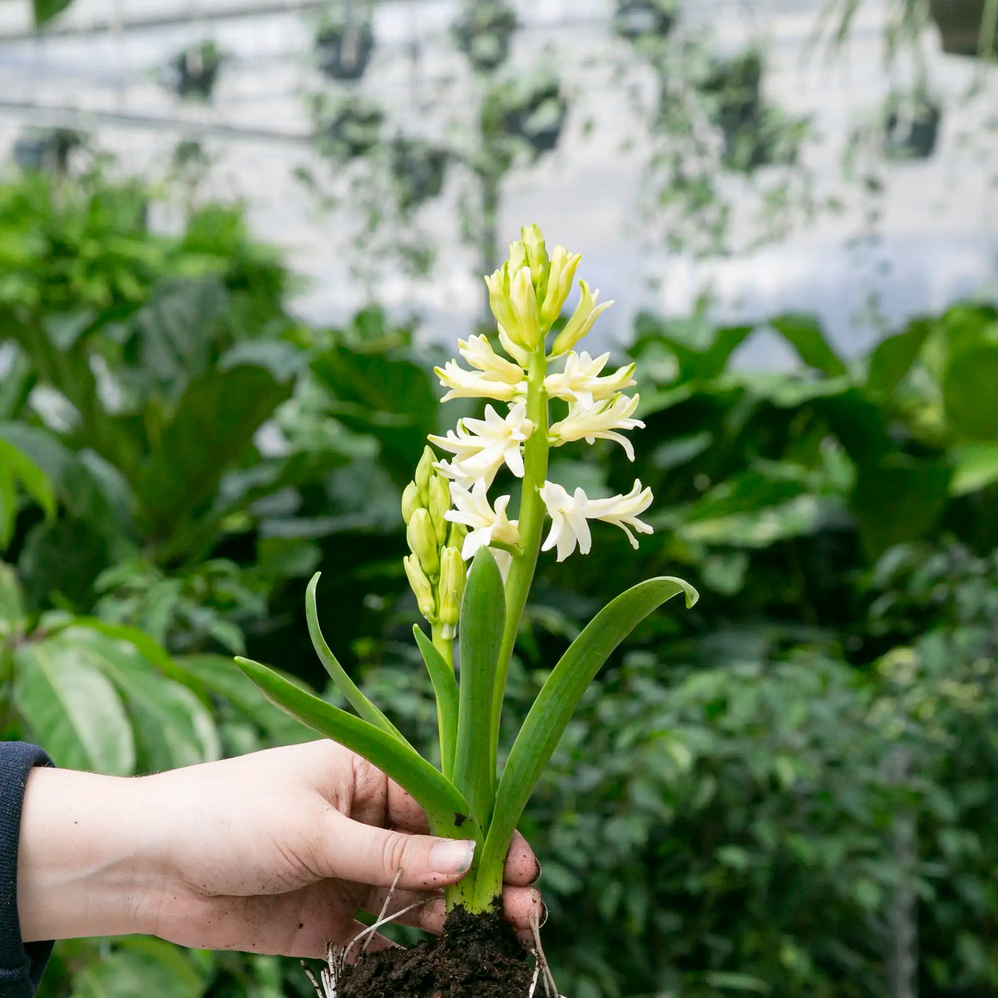 Hyacinth