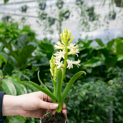 Hyacinth