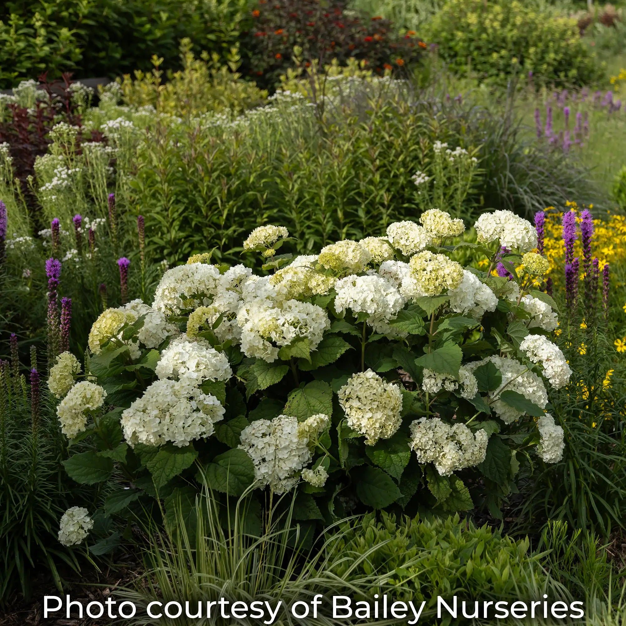 Flowerfull Hydrangea in a garden with white flowers