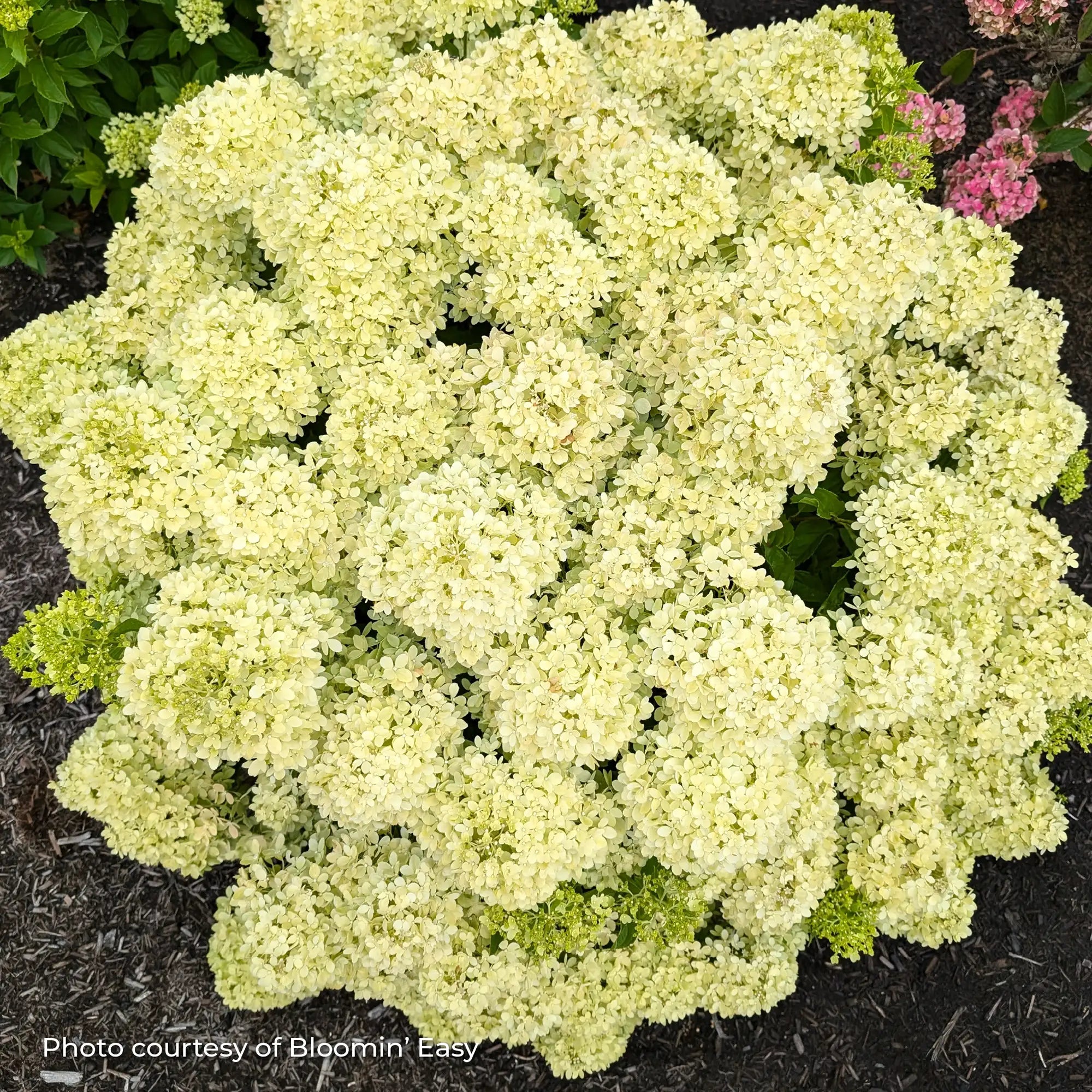 Hydrangea Panicle 'Bubble Bath™'