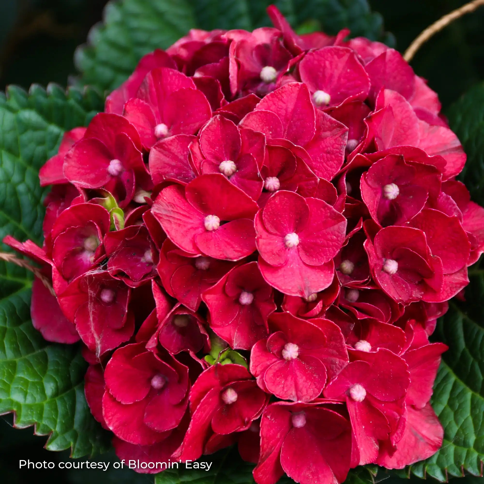 Hydrangea Bigleaf 'Cherry-Go-Round®'