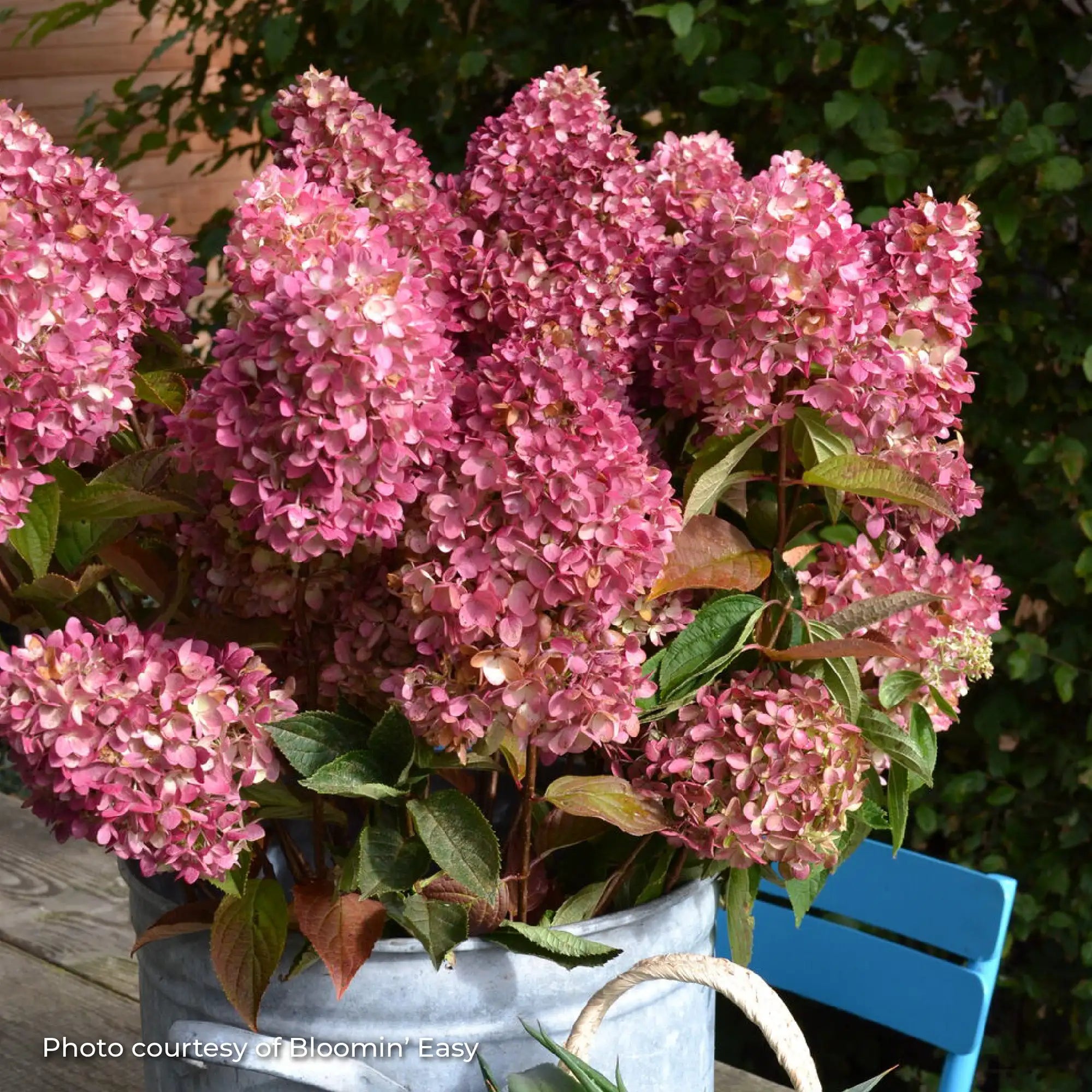 Hydrangea Panicle 'Dragon Baby™'