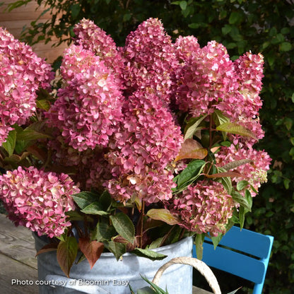 Hydrangea Panicle 'Dragon Baby™'