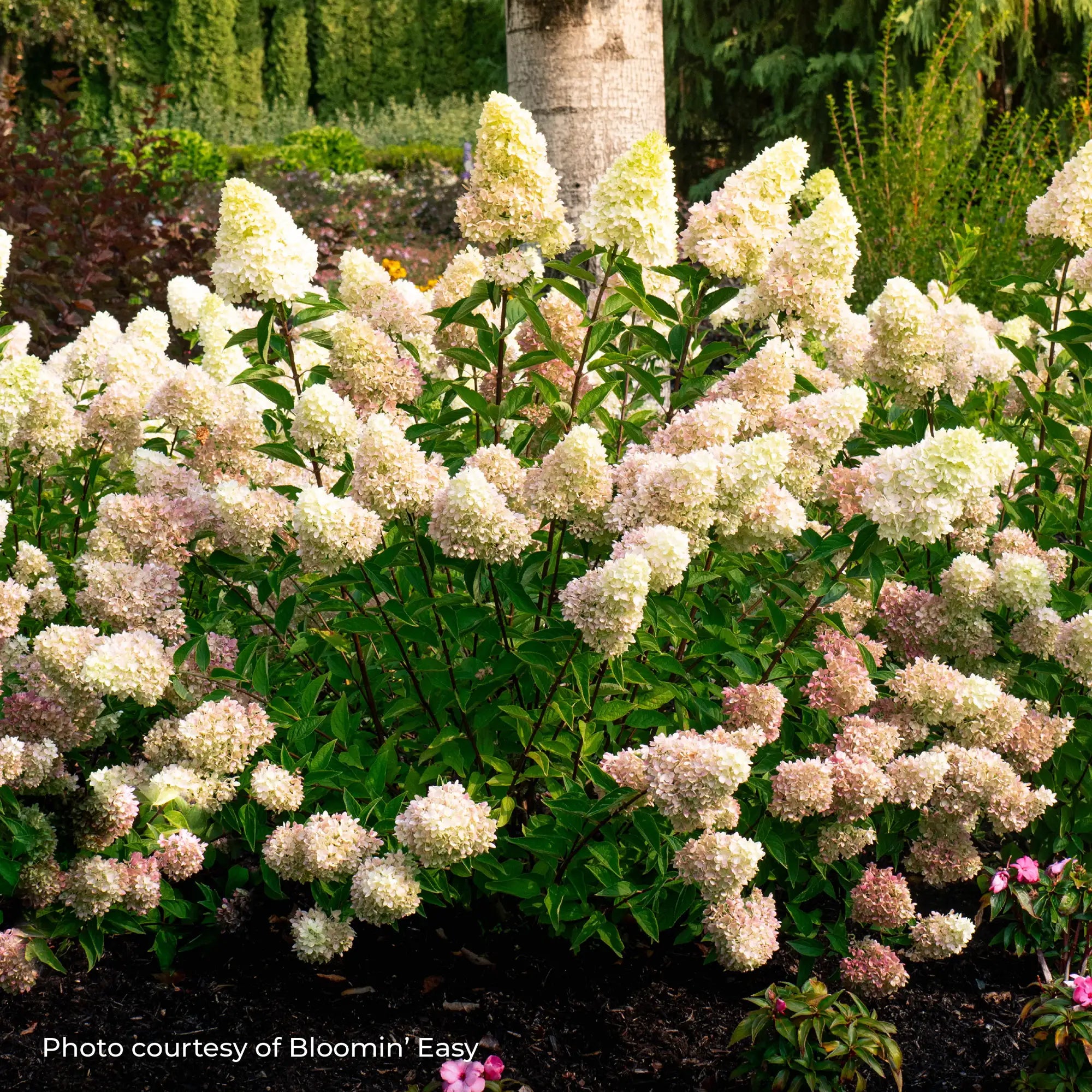Hydrangea Panicle 'Dragon Baby™'