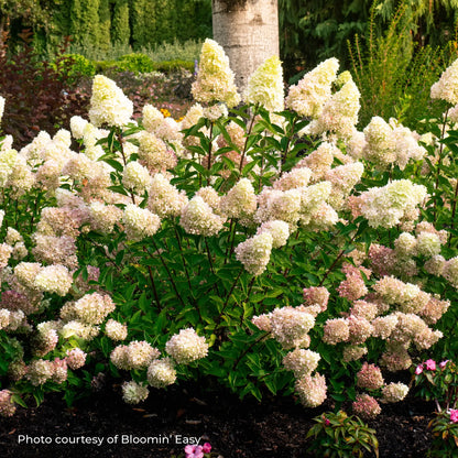 Hydrangea Panicle 'Dragon Baby™'