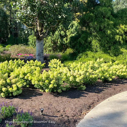 Hydrangea Panicle 'Dragon Baby™'