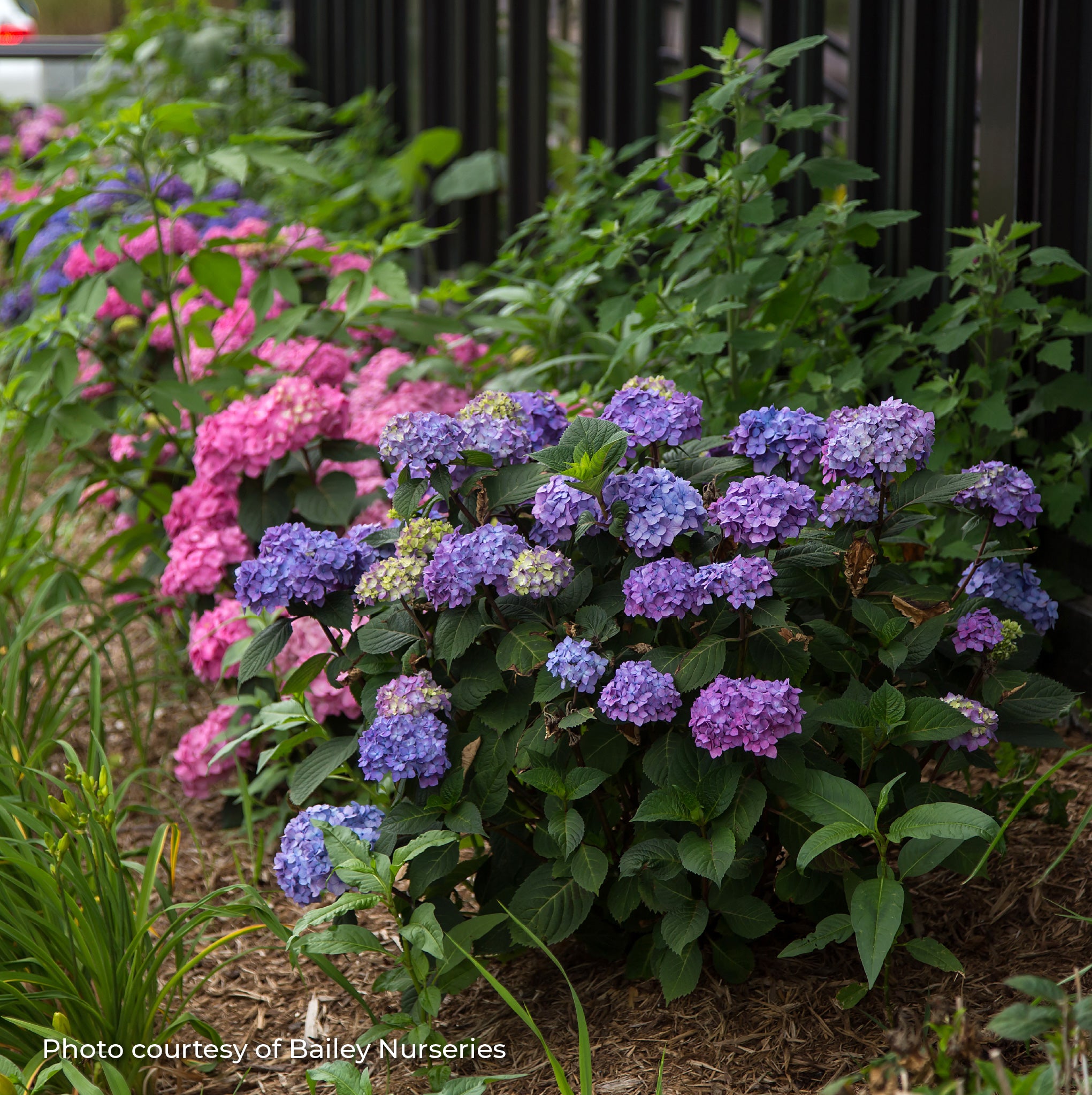 Hydrangea Bigleaf 'Endless Summer® BloomStruck®'