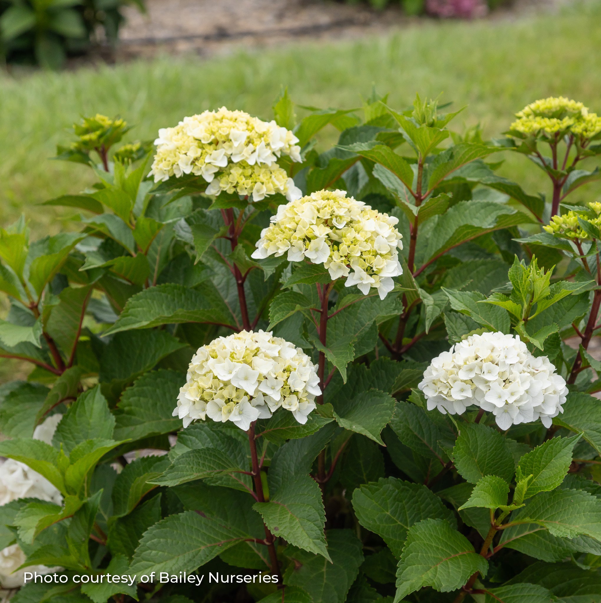 Hydrangea Bigleaf Endless Summer® 'DreamCloud®' – Vandermeer