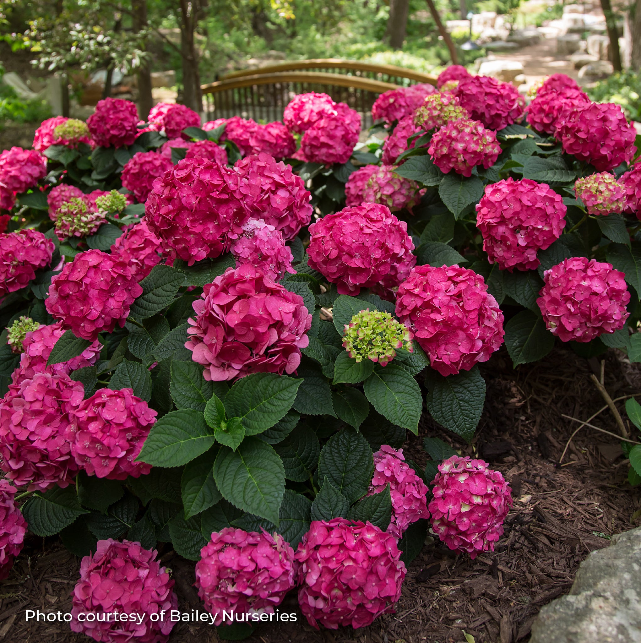 Hydrangea Bigleaf 'Endless Summer® Summer Crush®'