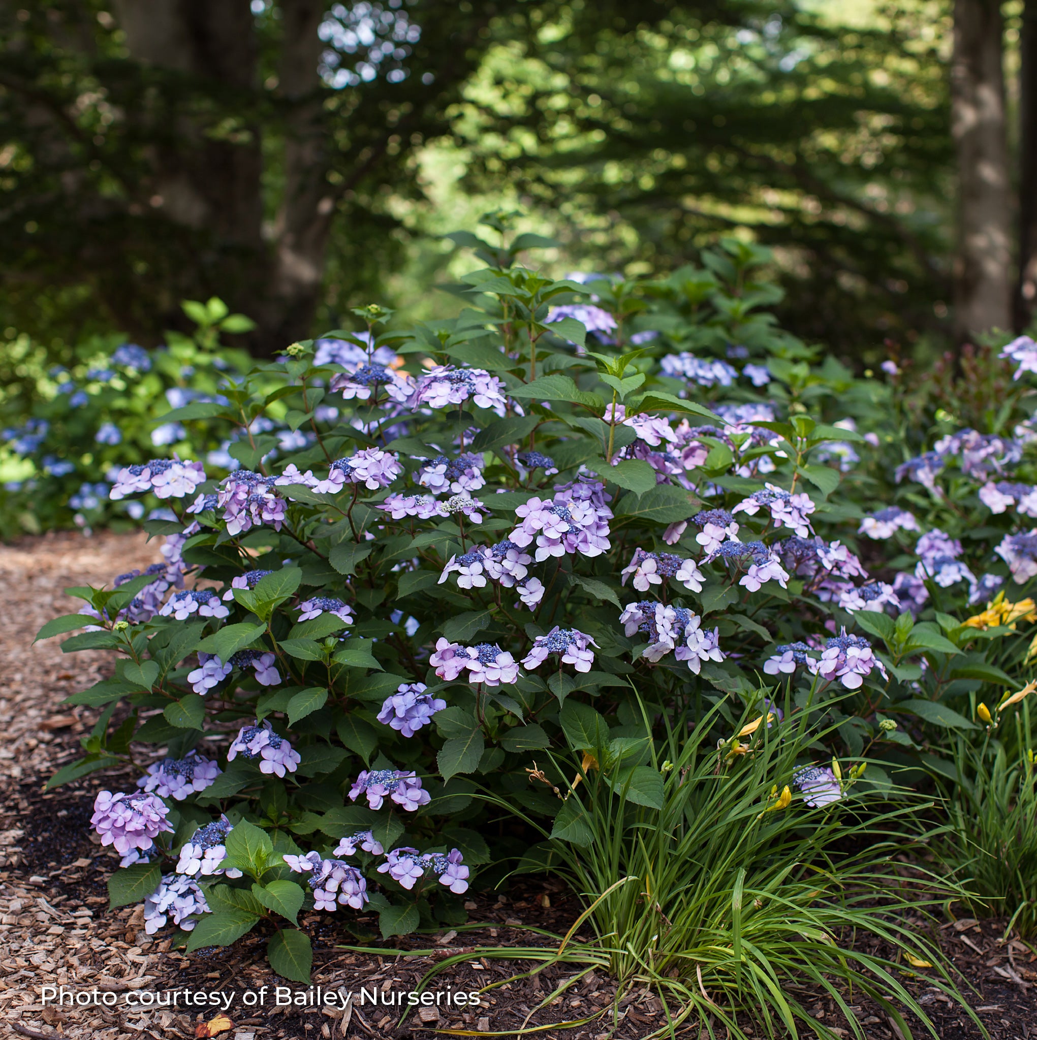 Hydrangea Bigleaf Endless Summer® Twist-n-Shout®'